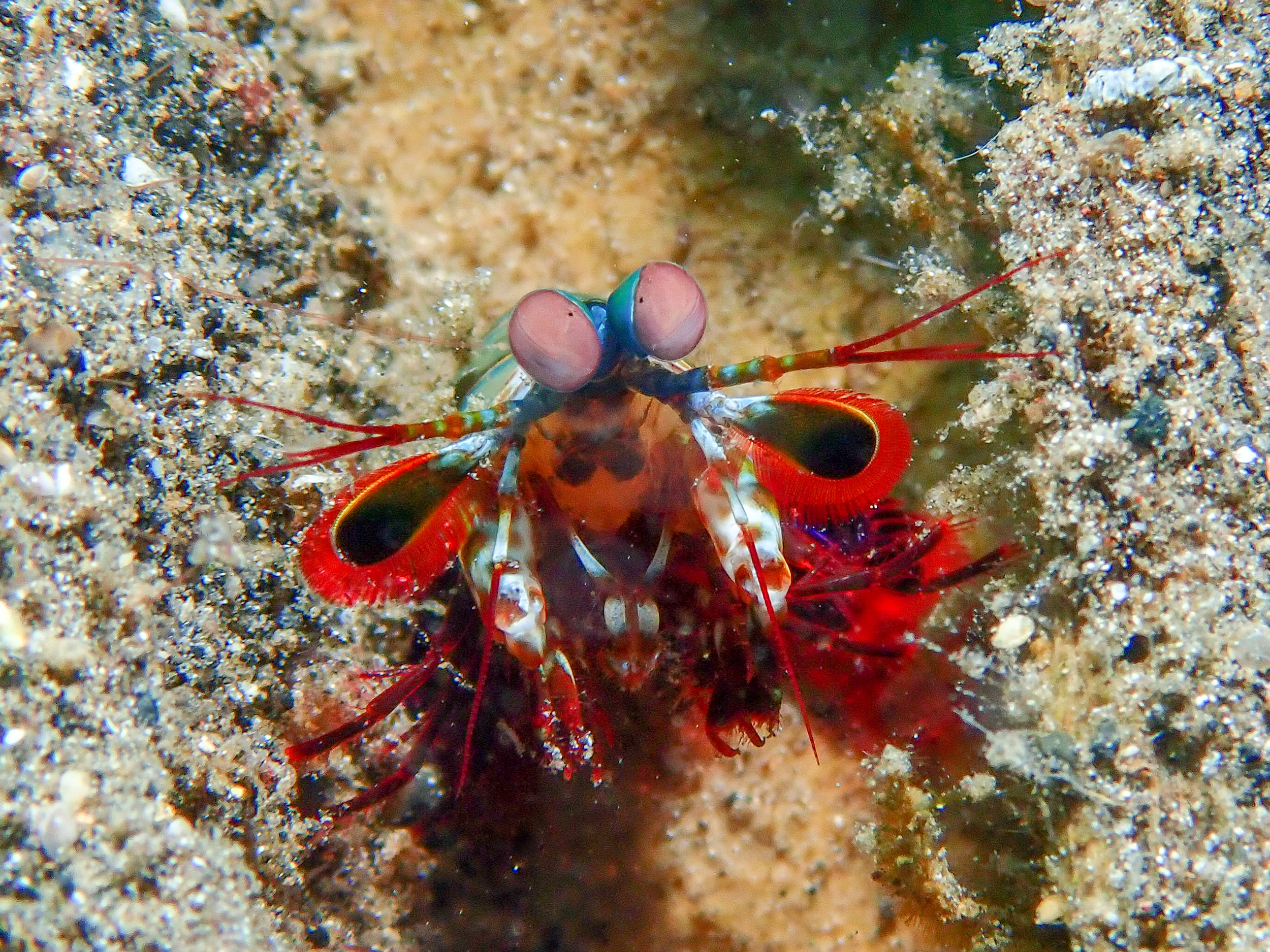 Peacock mantis shrimp - Odontodactylus scyllarus, Wirey Bay, Witu Islands