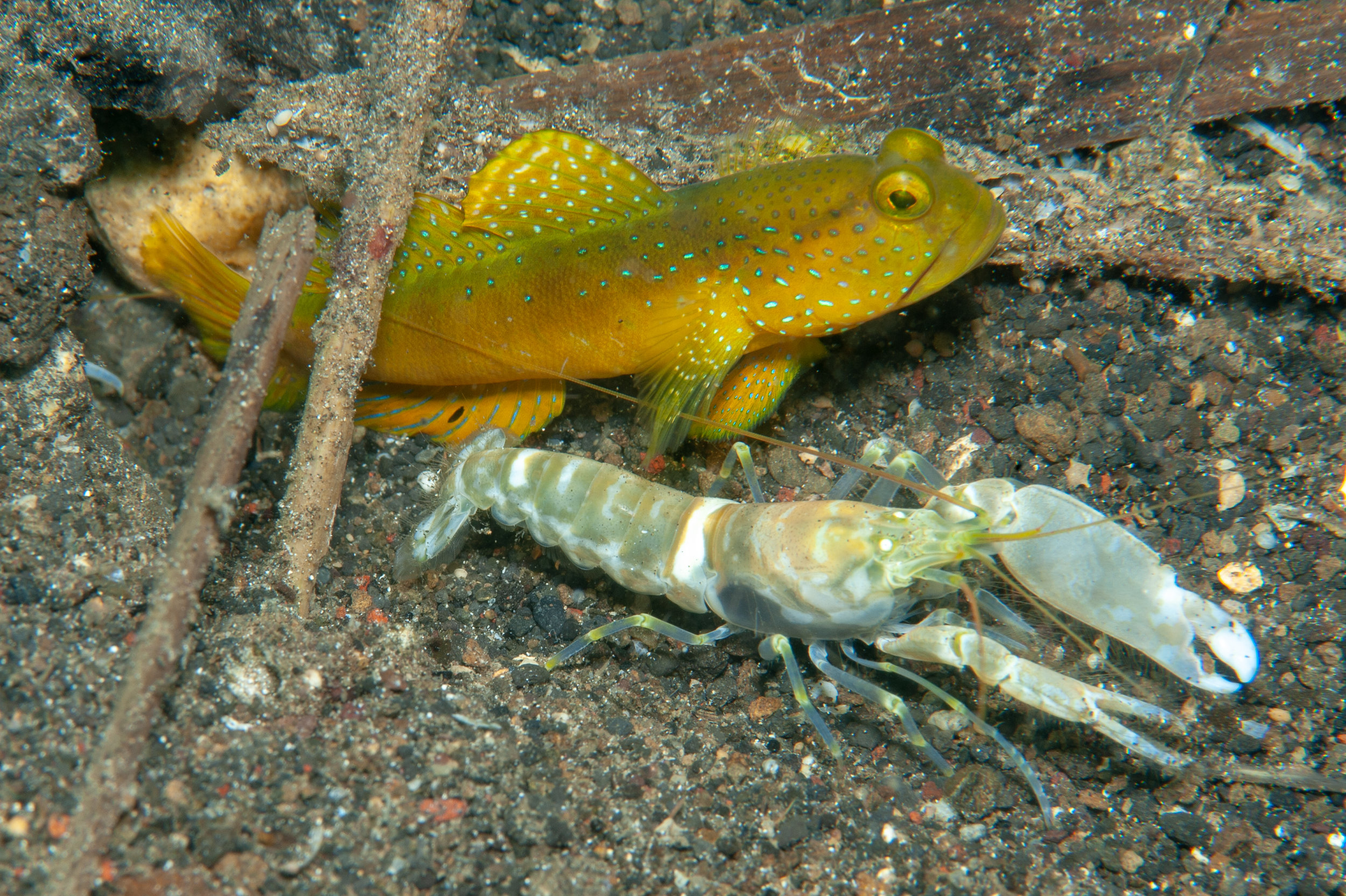 Yellow shrimpgoby - Cryptocentrus cinctus with Alpheid shrimp, Wirey Bay, Witu Islands
