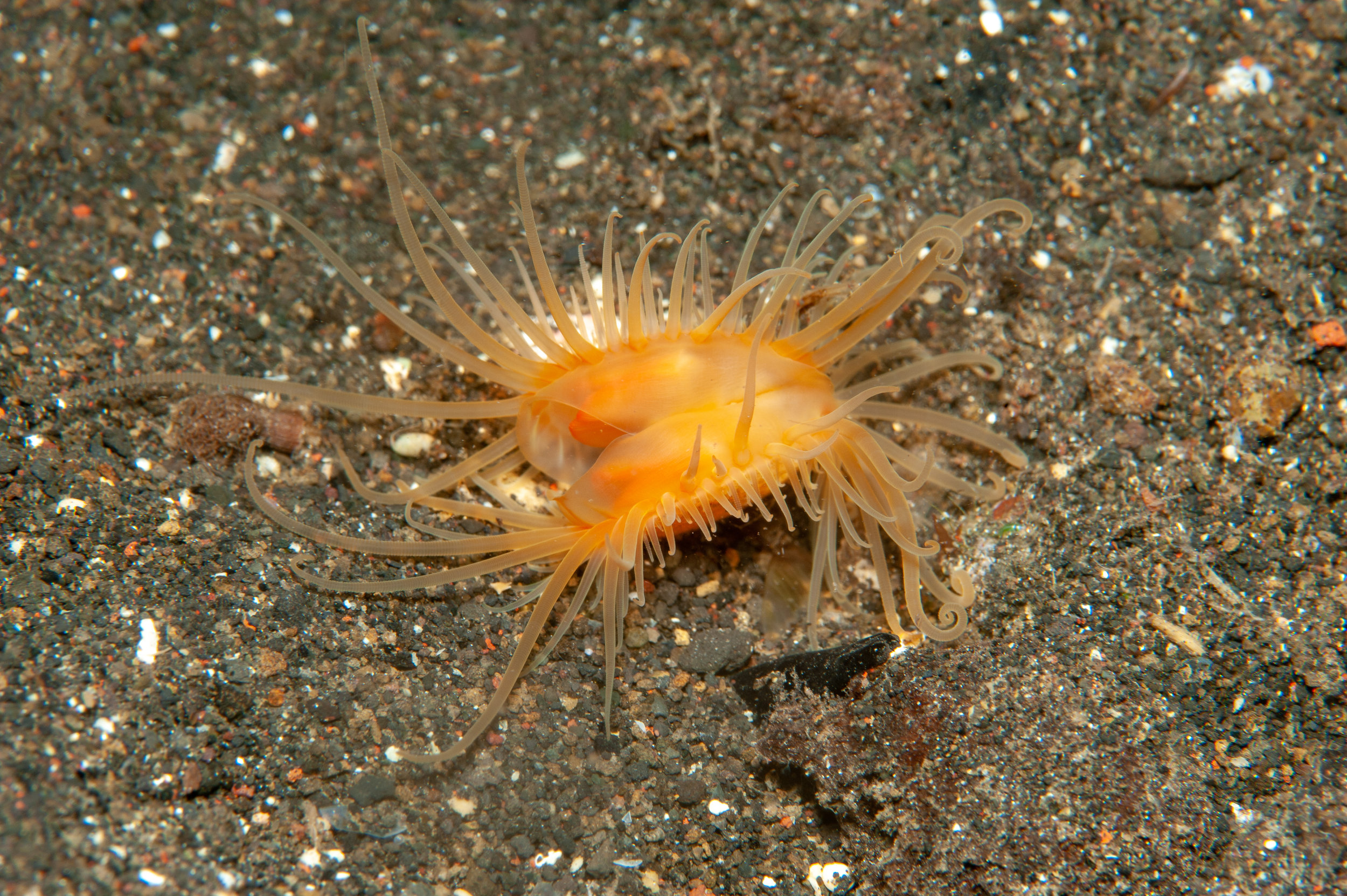 Anemone - Boloceroides sp, Wirey Bay, Witu Islands
