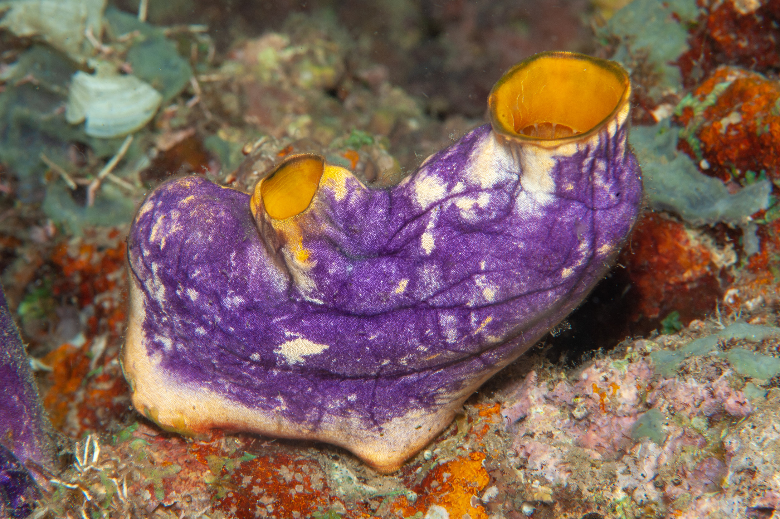 Ascidian - Polycarpa aurata, Wirey Bay, Witu Islands