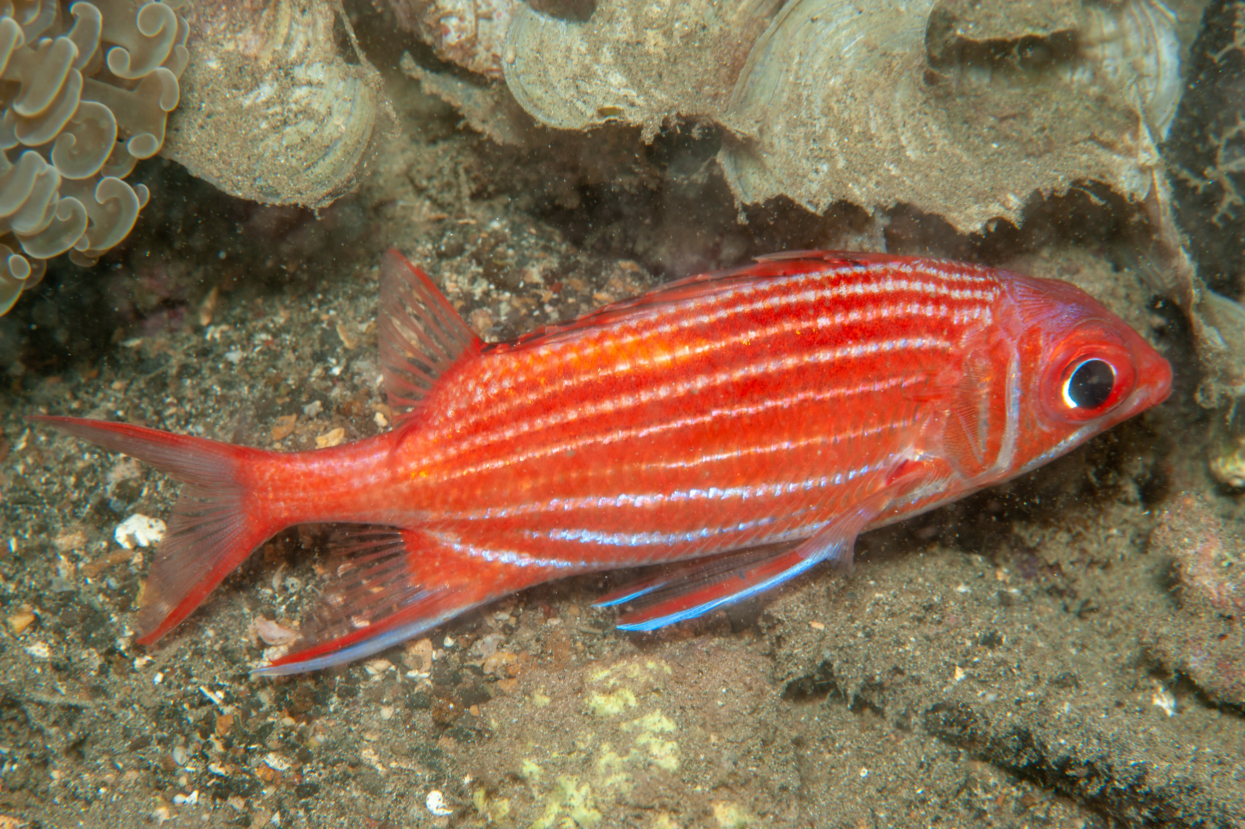 Crown squirrelfish - Sargocentron diadema, Wirey Bay, Witu Islands