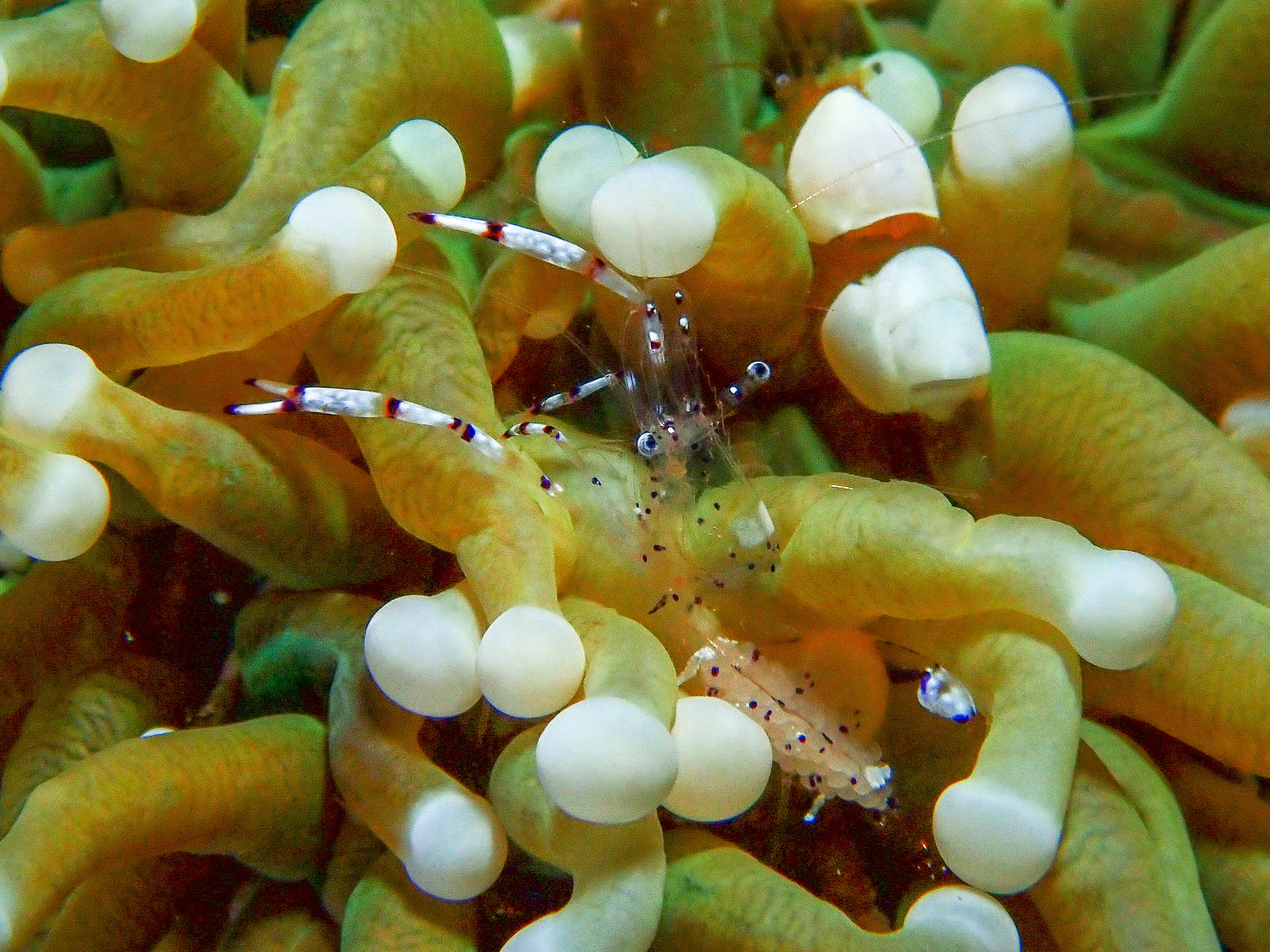 Periclimenes sp shrimp, Wirey Bay, Witu Islands