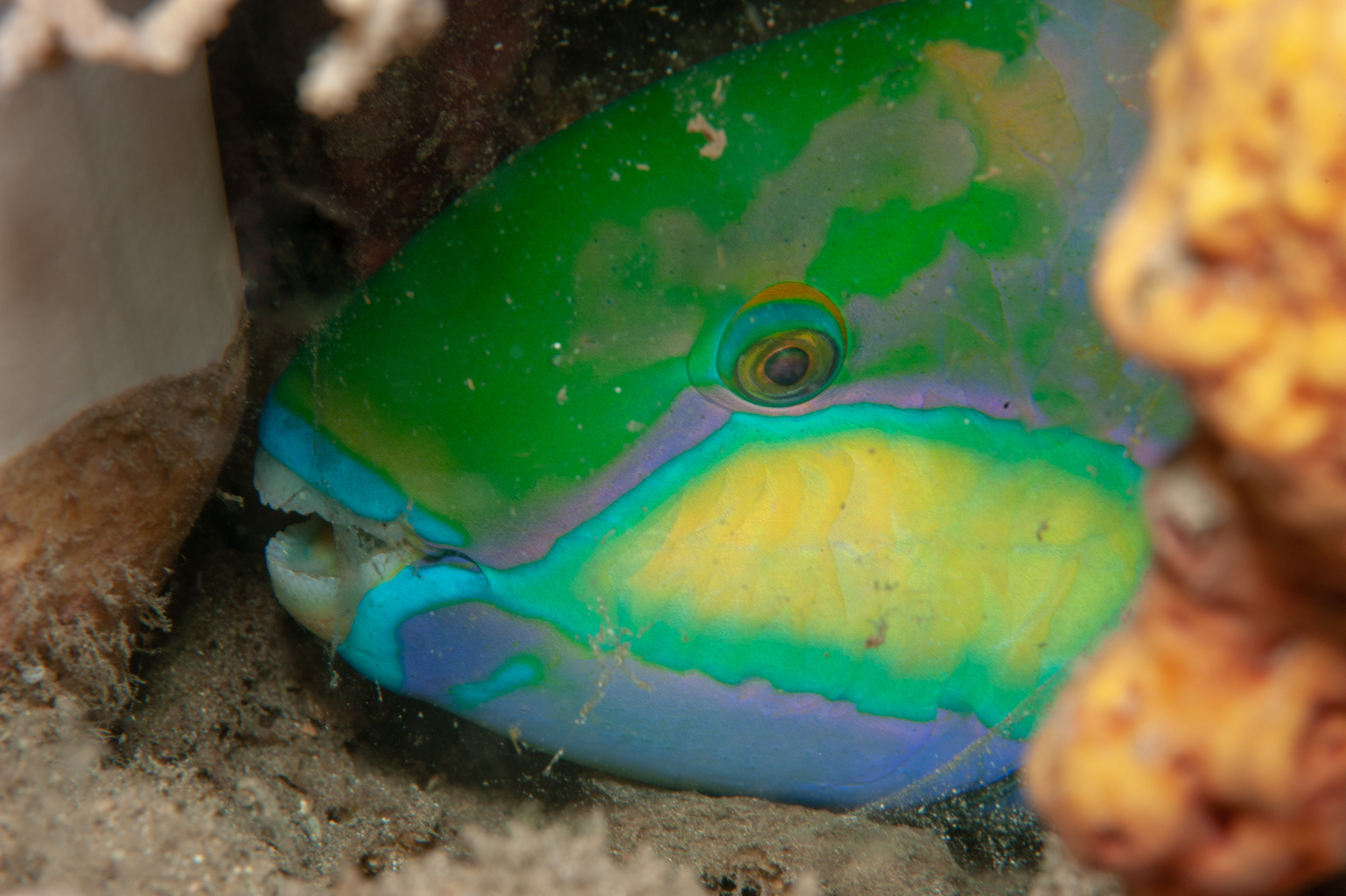Bridled parrotfish - Scarus frenatus sleeping, Wirey Bay, Witu Islands