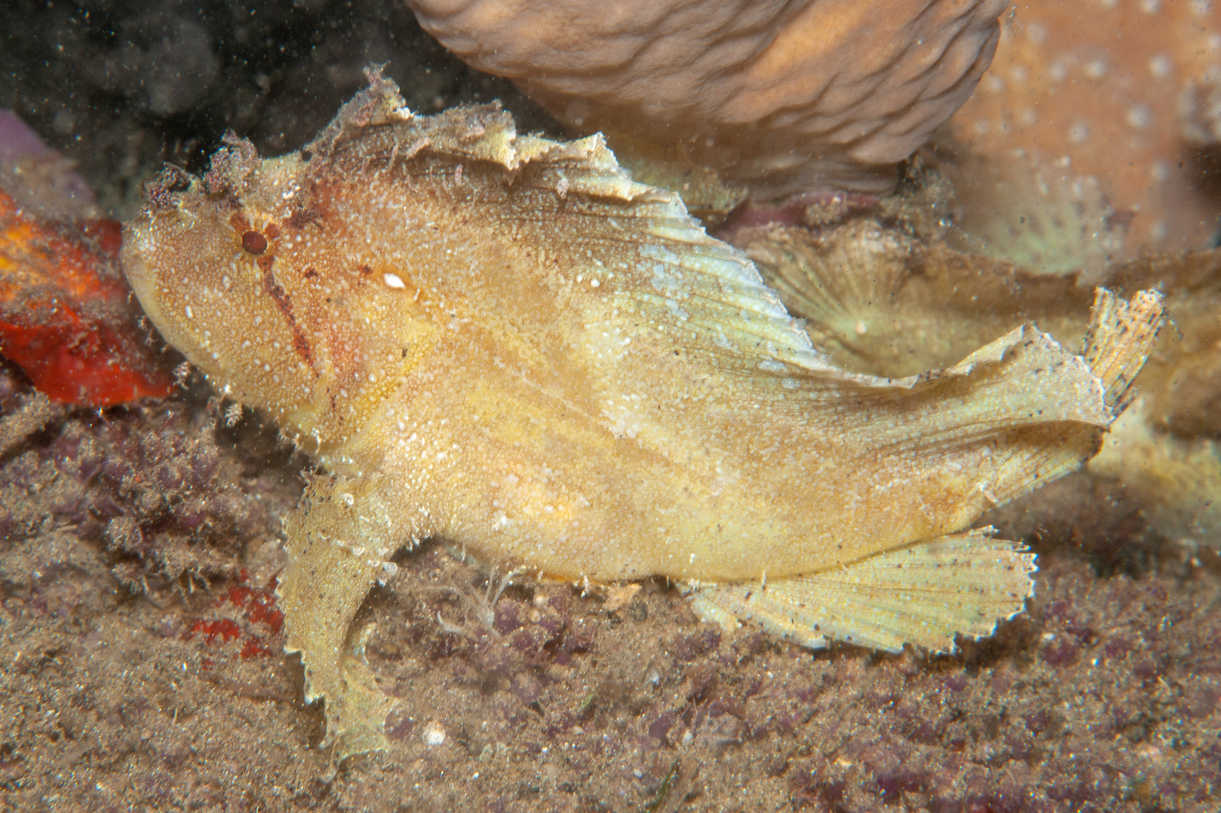 Leaf scorpionfish - Taenianotus triacanthus, Wirey Bay, Witu Islands