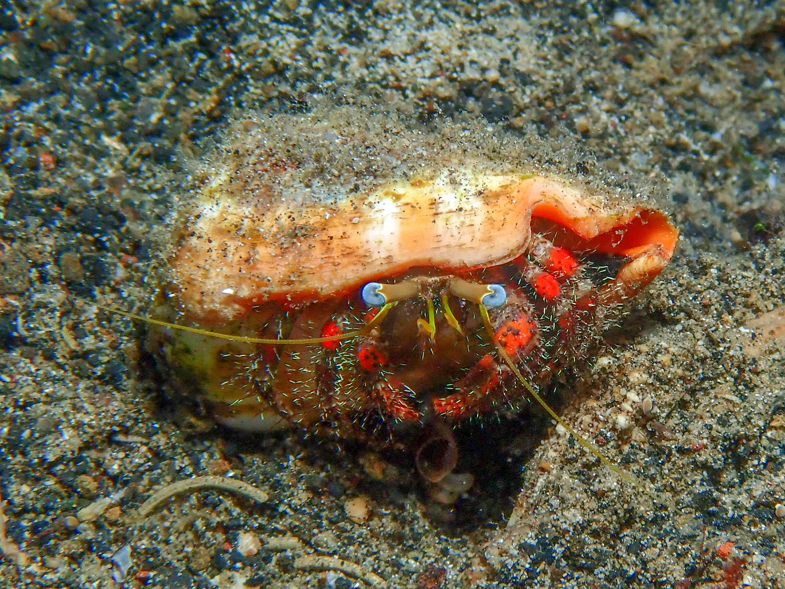 Hermit crab, Wirey Bay, Witu Islands