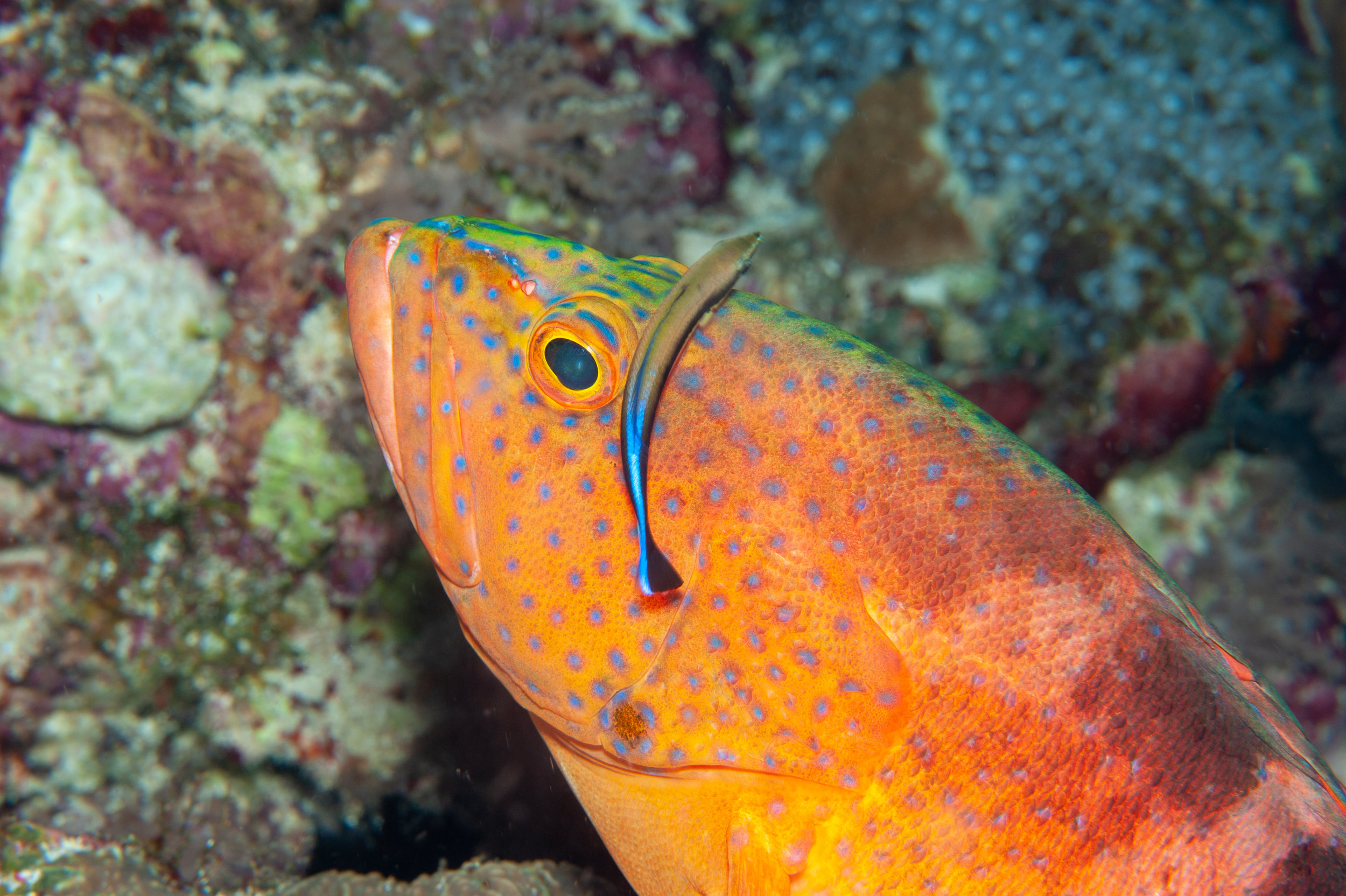 Coral grouper - Cephalopholis miniata with cleaner wrasse, Dicky's Reef, Witu Islands