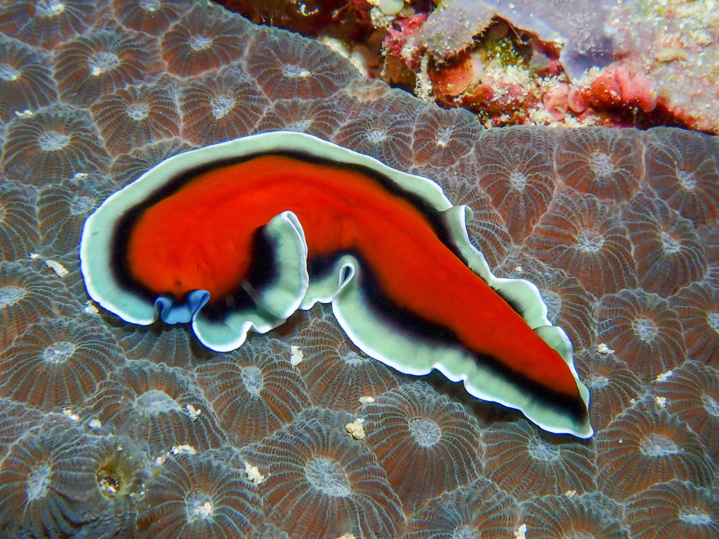 Polyclad flatworm - Pseudoceros sp, Dicky's Reef, Witu Islands