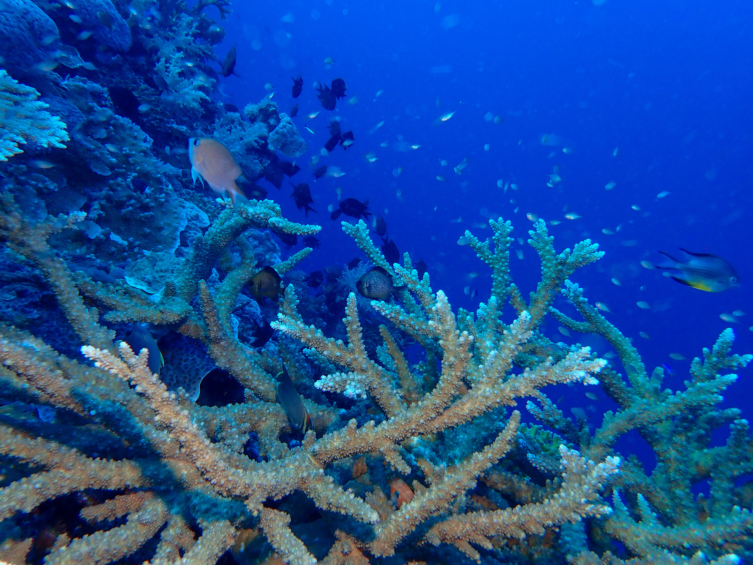 Staghorn coral - Acropora cervicornis, Dicky's Reef, Witu Islands