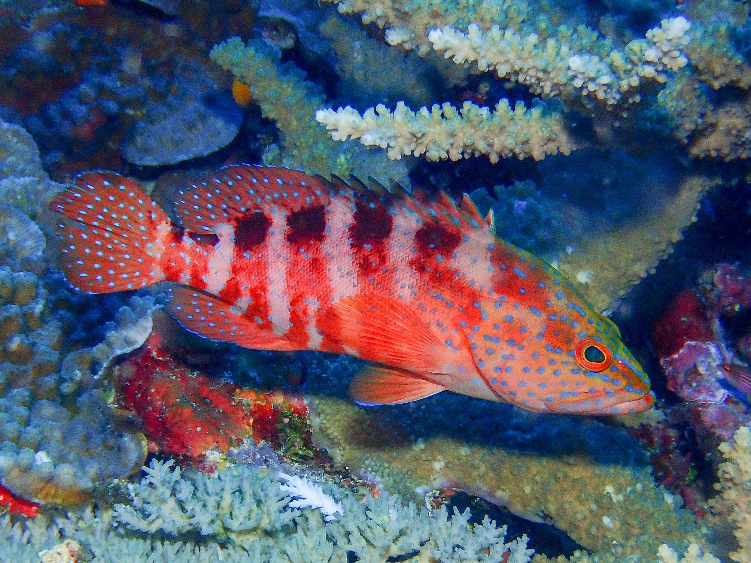 Saddle grouper - Cephalopholis sexmaculata, Dicky's Reef, Witu Islands