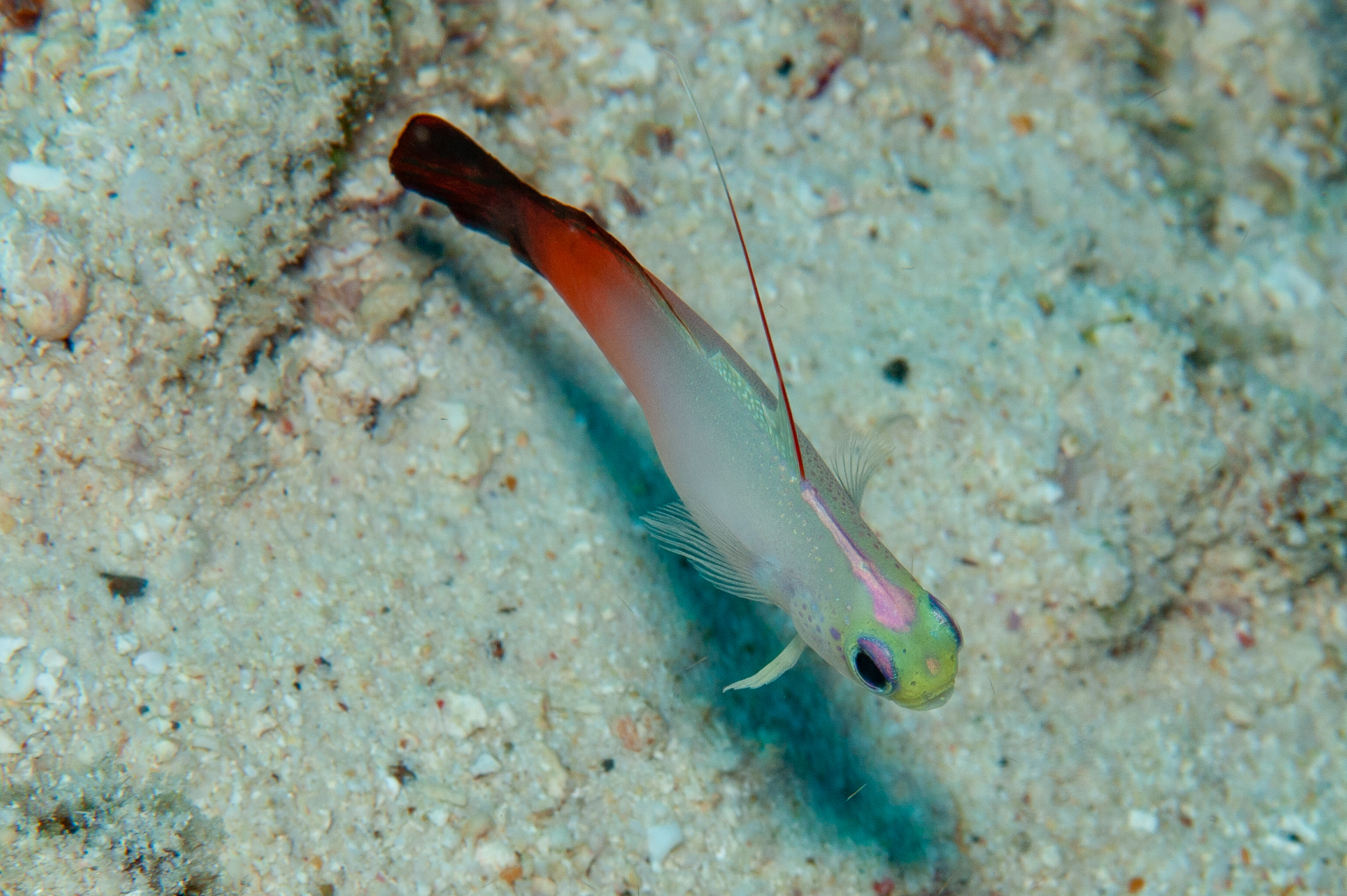 Fire dartfish - Nemateleotris magnifica, Dicky's Reef, Witu Islands