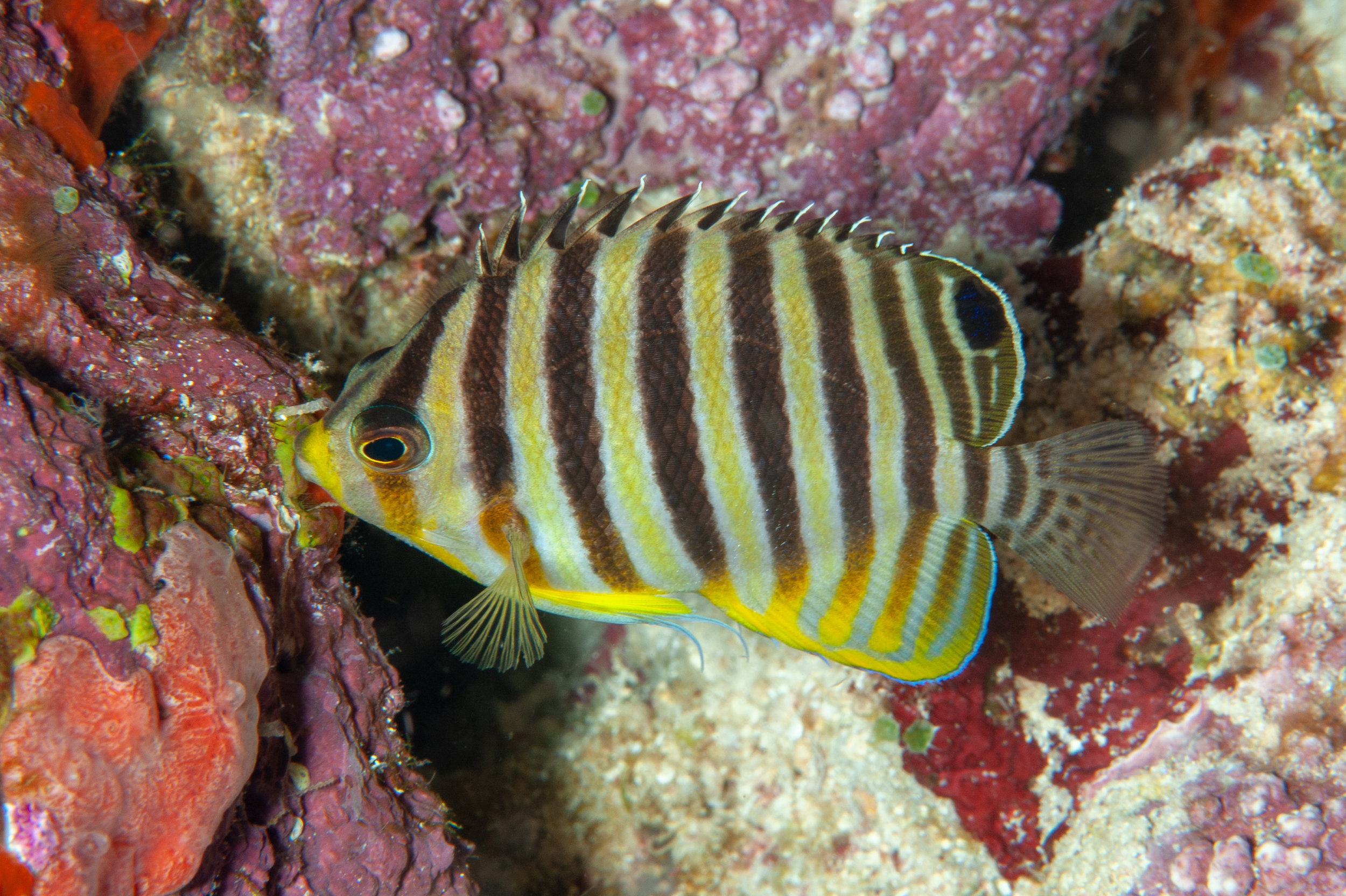 Multi-barred angelfish - Centropyge multifasciata, Dicky's Reef, Witu Islands