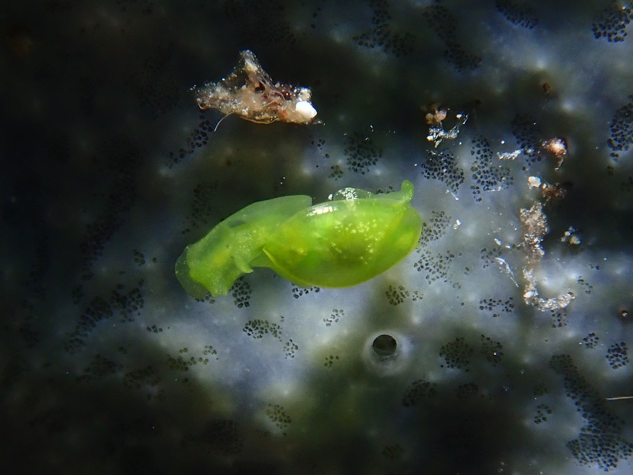 Berthelinia limax nudibranch, Dicky's Reef, Witu Islands