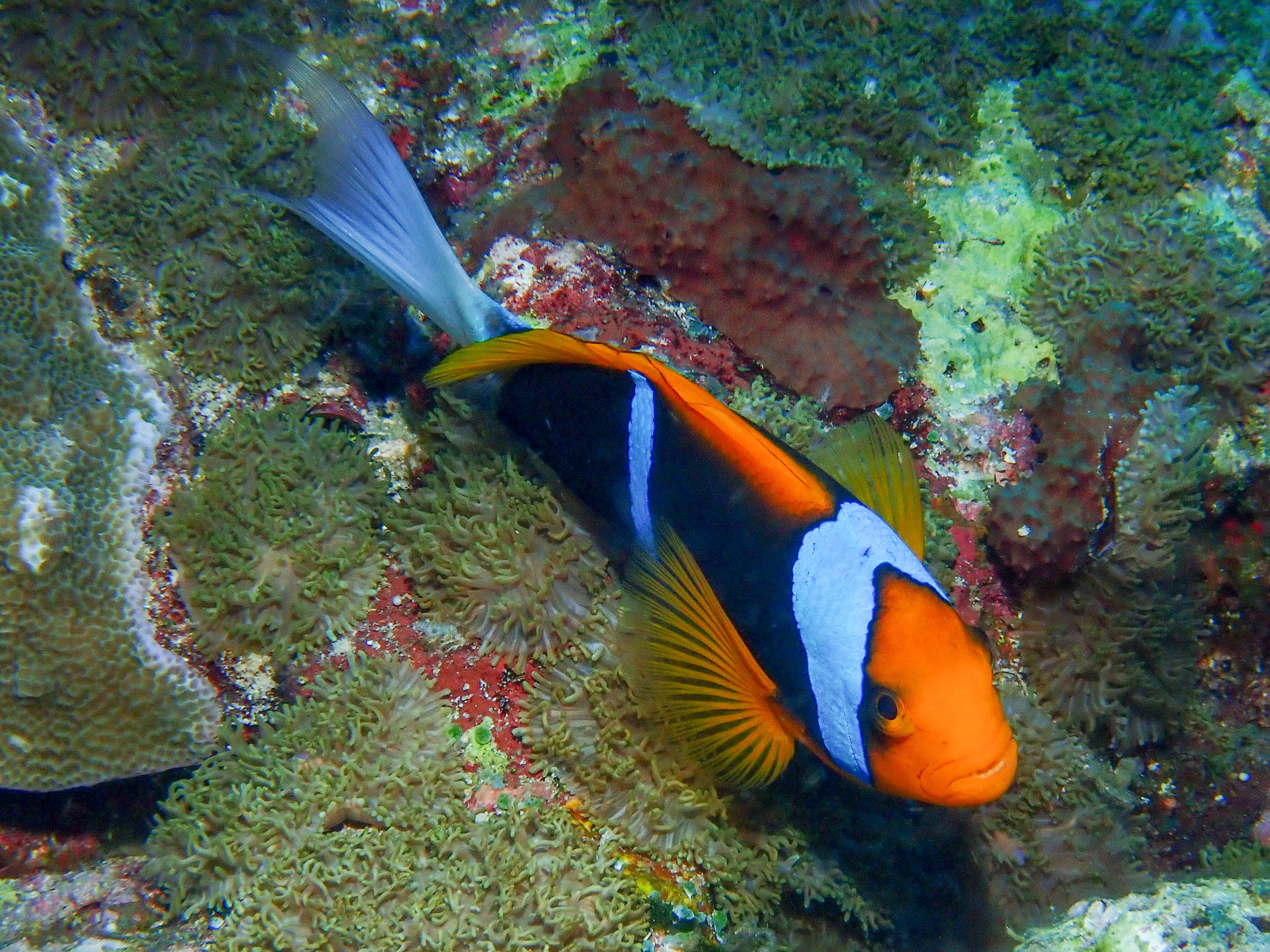 Orangefin anemonefish - Amphiprion chrysopterus, Dicky's Reef, Witu Islands