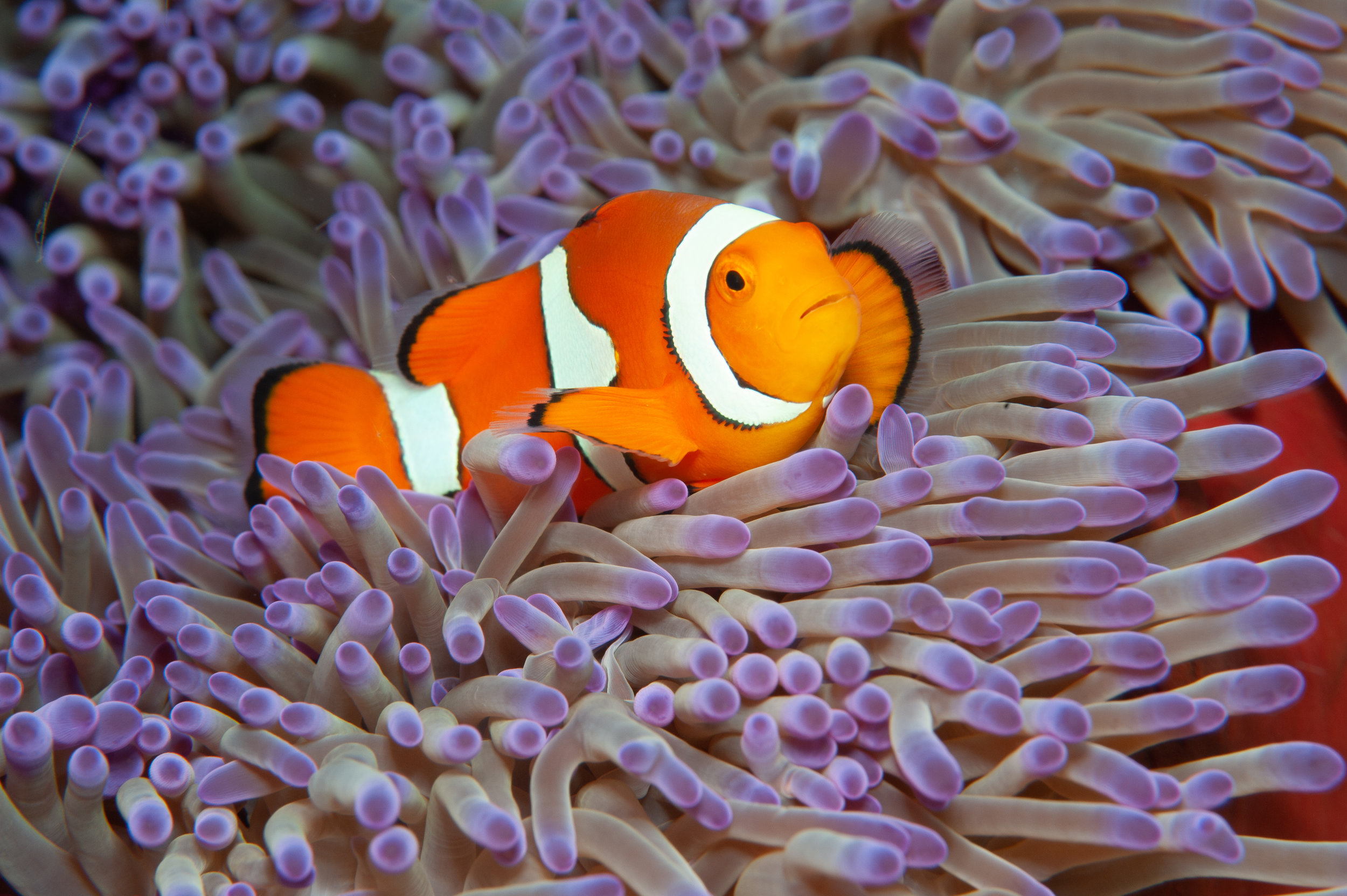 False clown anemonefish - Amphiprion ocellaris, Dicky's Reef, Witu Islands