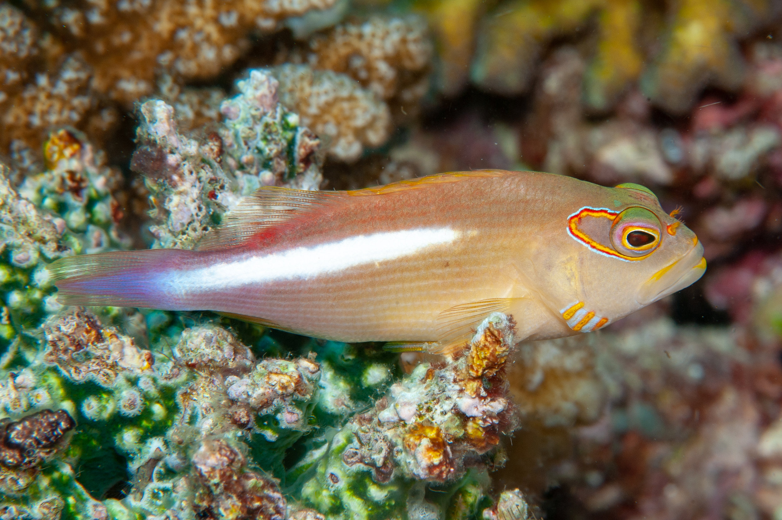 Arc-eye hawkfish - Paracirrhites arcatus, Dicky's Reef, Witu Islands