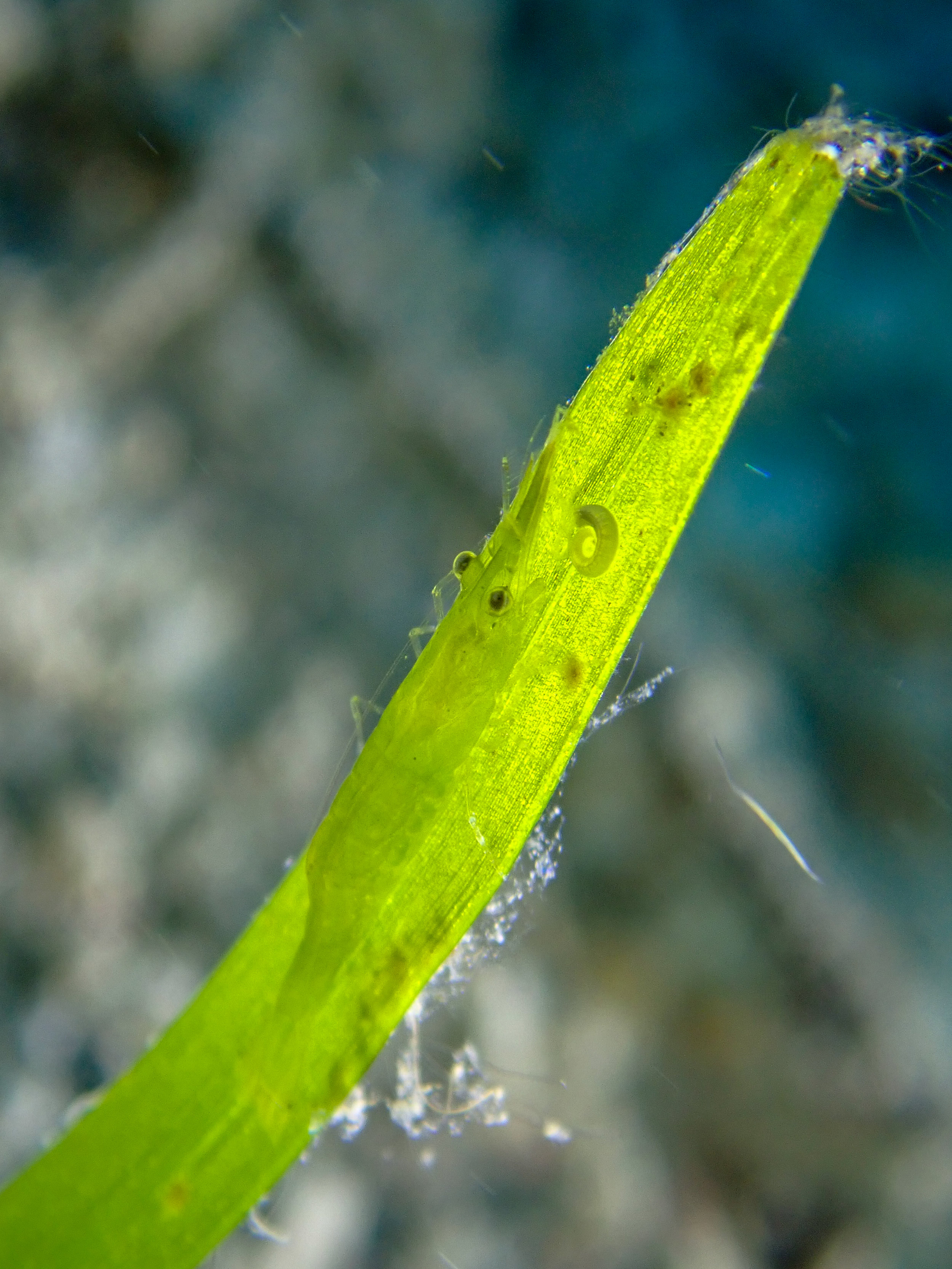 Bignose seagrass shrimp - Latreutes pymoeus (<1cm), Widu Harbour, Witu Islands