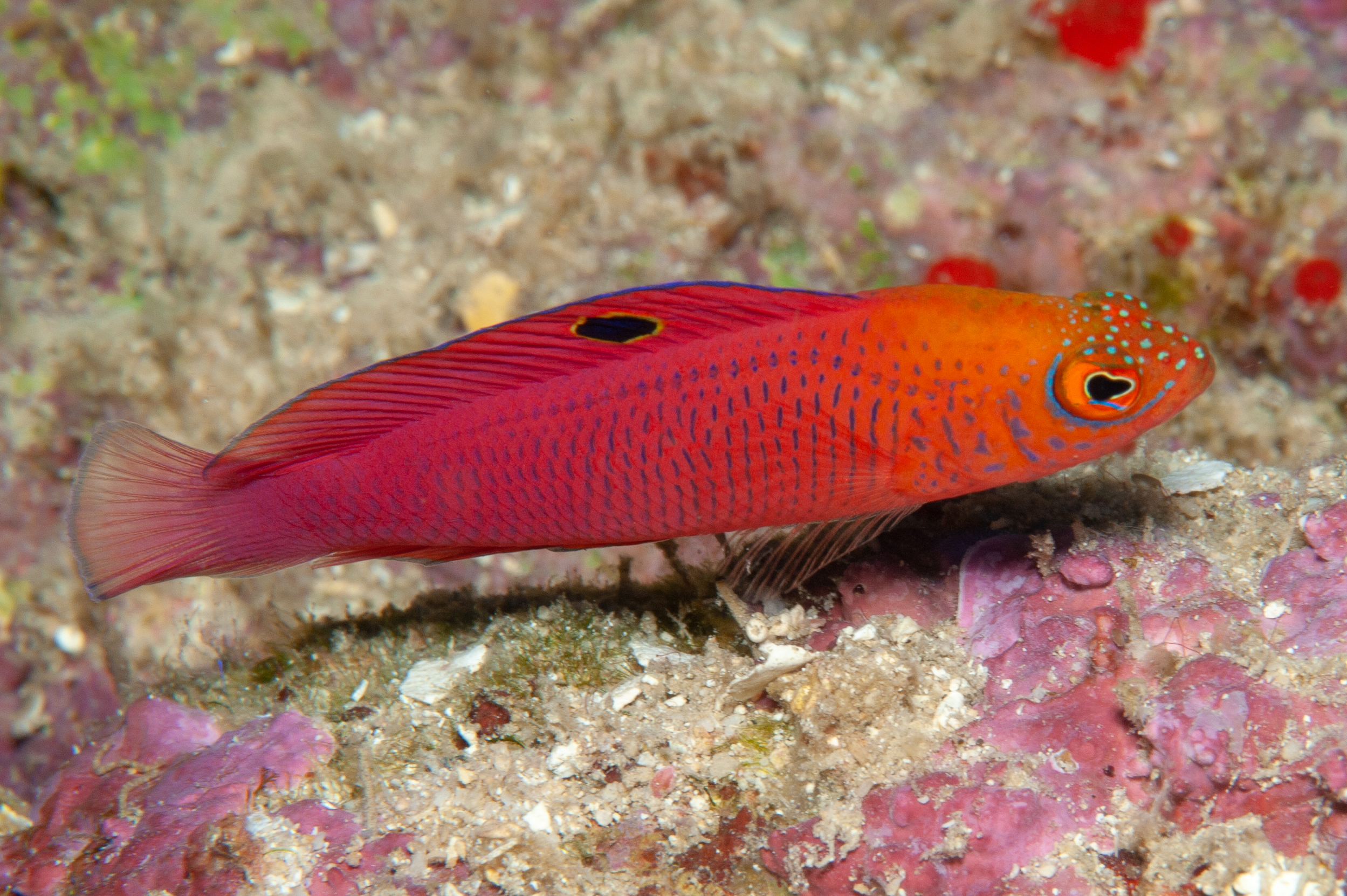 Oblique-lined dottyback - Cypho purpurascens, Widu Harbour, Witu Islands