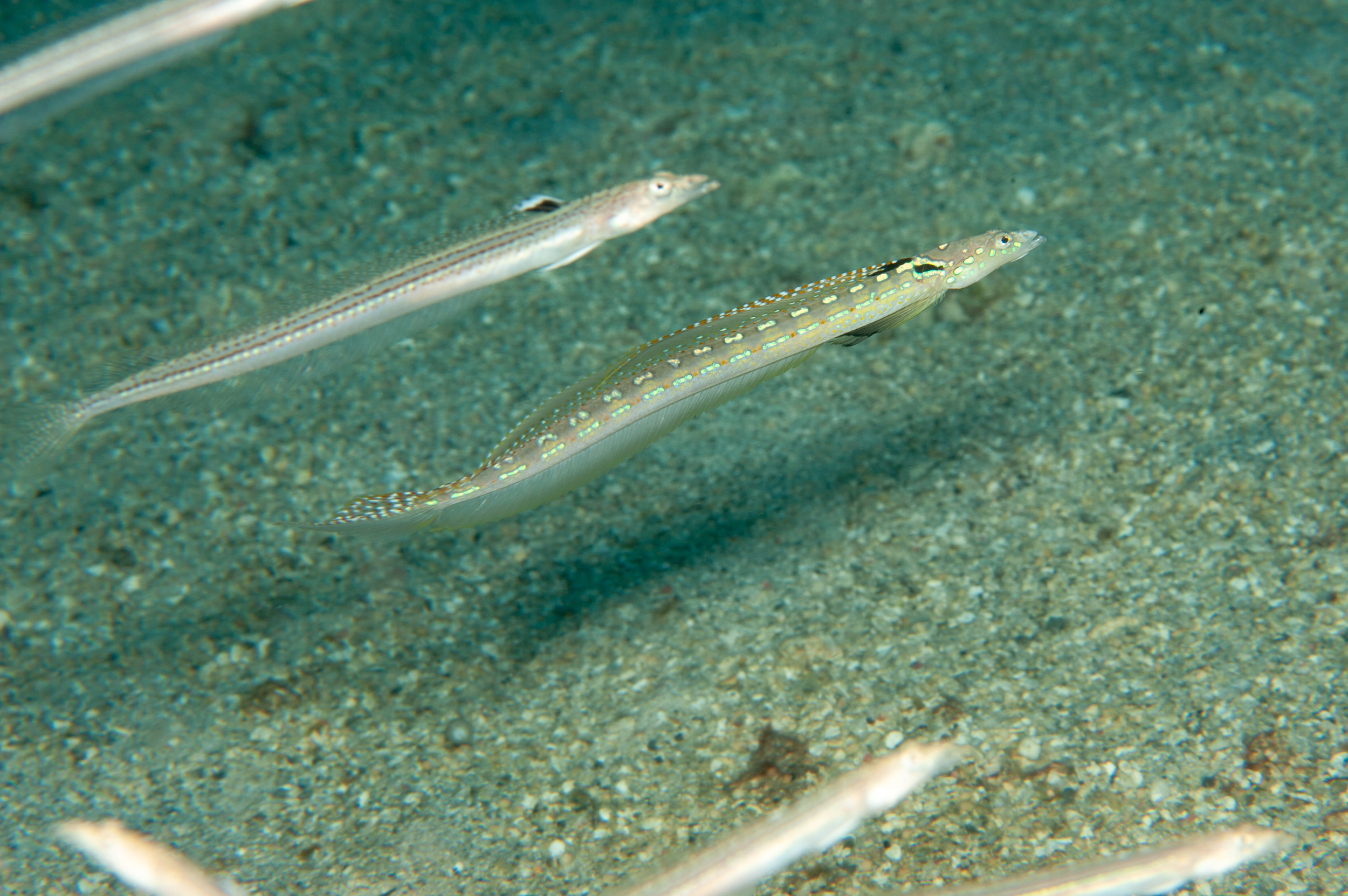 Goldbar sand diver - Trichonotus halstead, Widu Harbour, Witu Islands