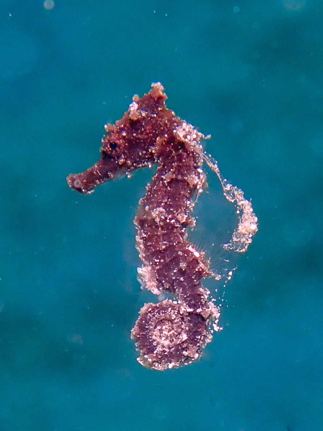 Sea pony - Hippocamus fuscus, Widu Harbour, Witu Islands