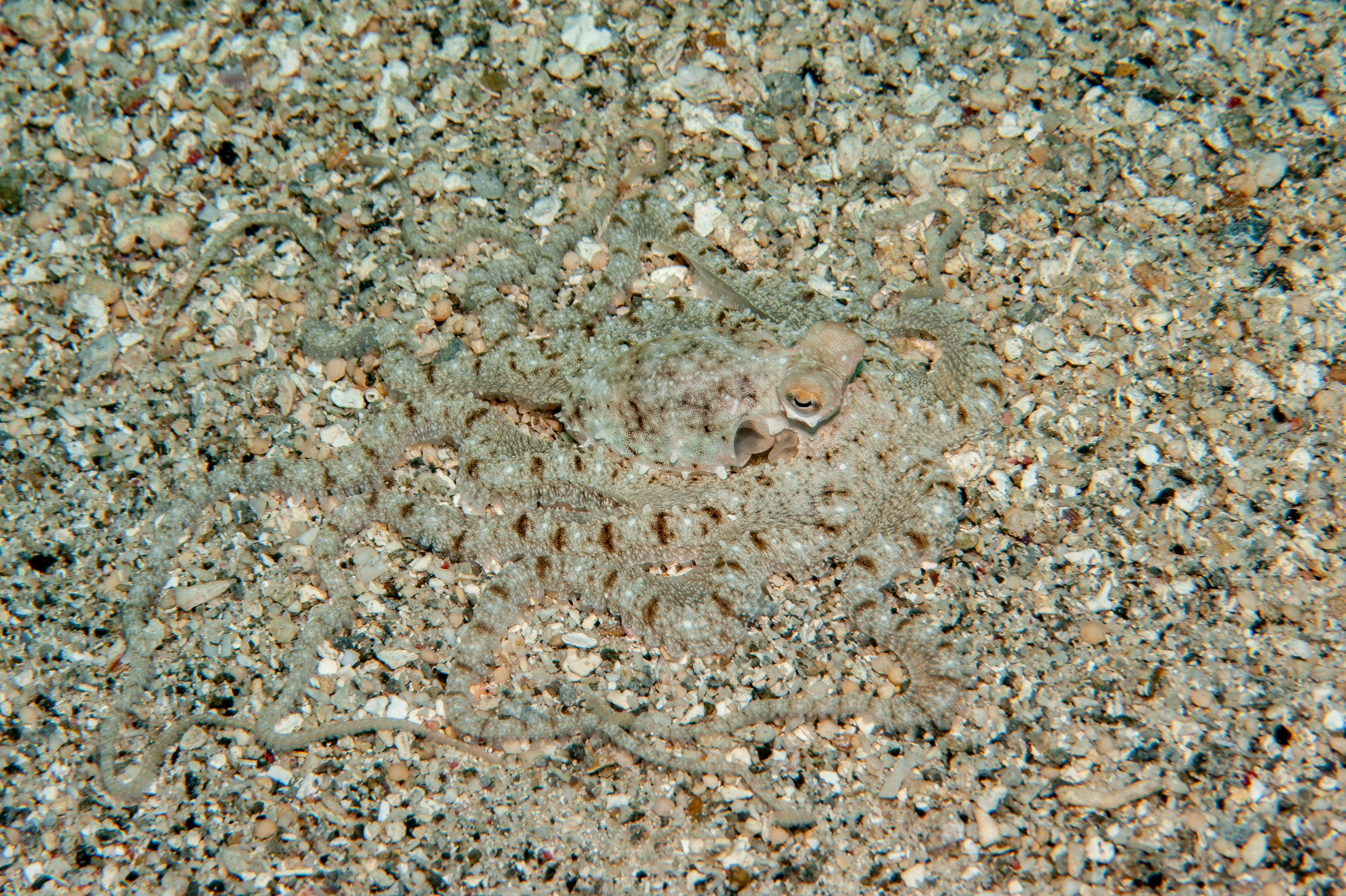 Mimic octopus - Thauoctopus mimicus, Widu Harbour, Witu Islands