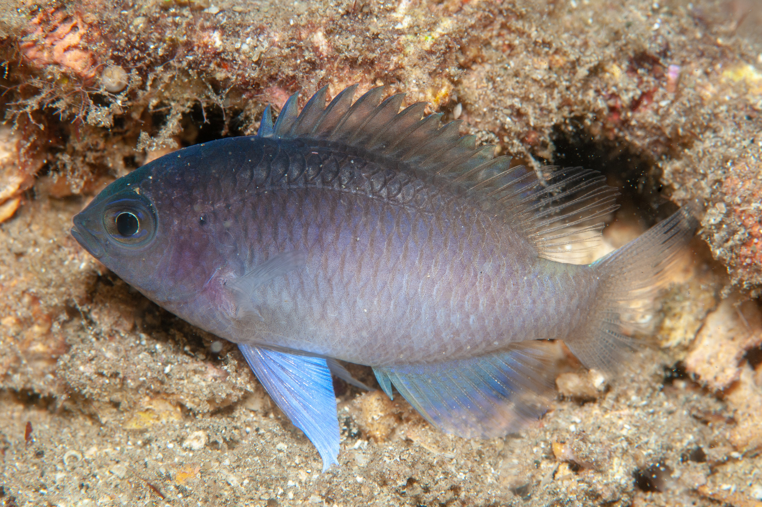 Yellow-speckled chromis - Chromis alpha, The Crater, Witu Islands