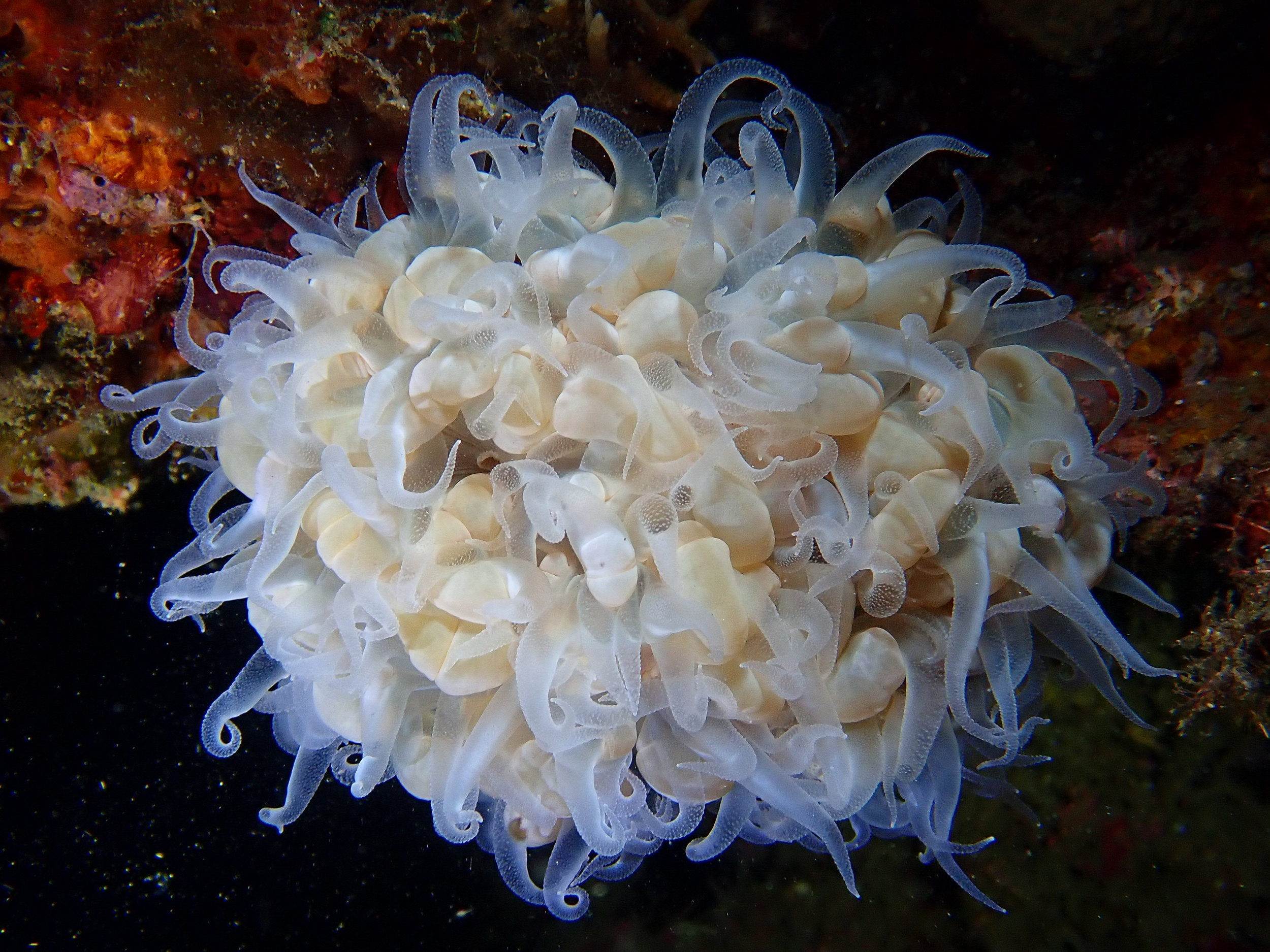 Boloceroides mcmurrichi swimming anemone, The Crater, Witu Islands