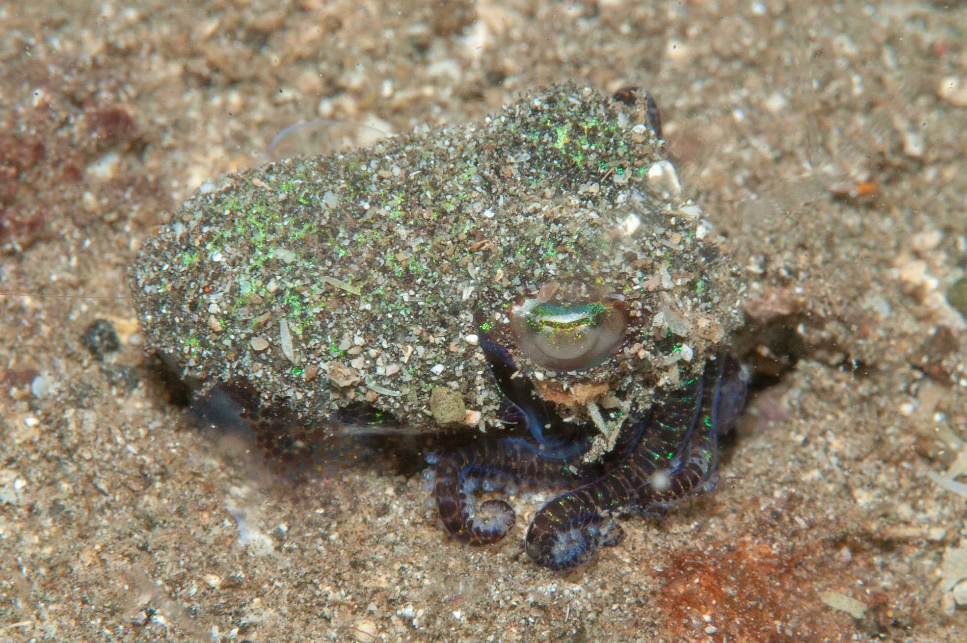 Bobtail squid - Euprymna berryi, The Crater, Witu Islands