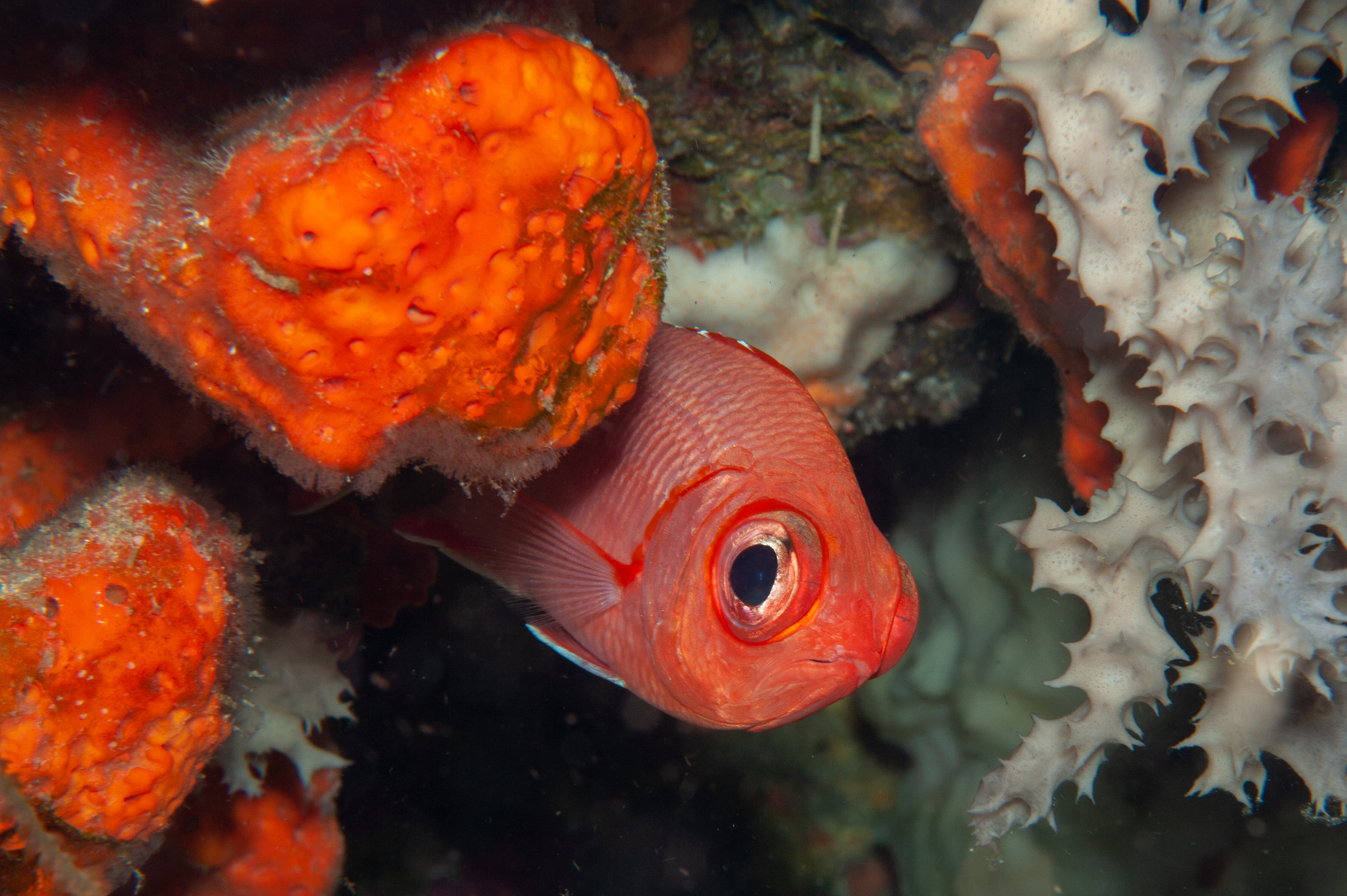Whitetip soldierfish - Myripristis vittata, Barney's Reef, Witu Islands
