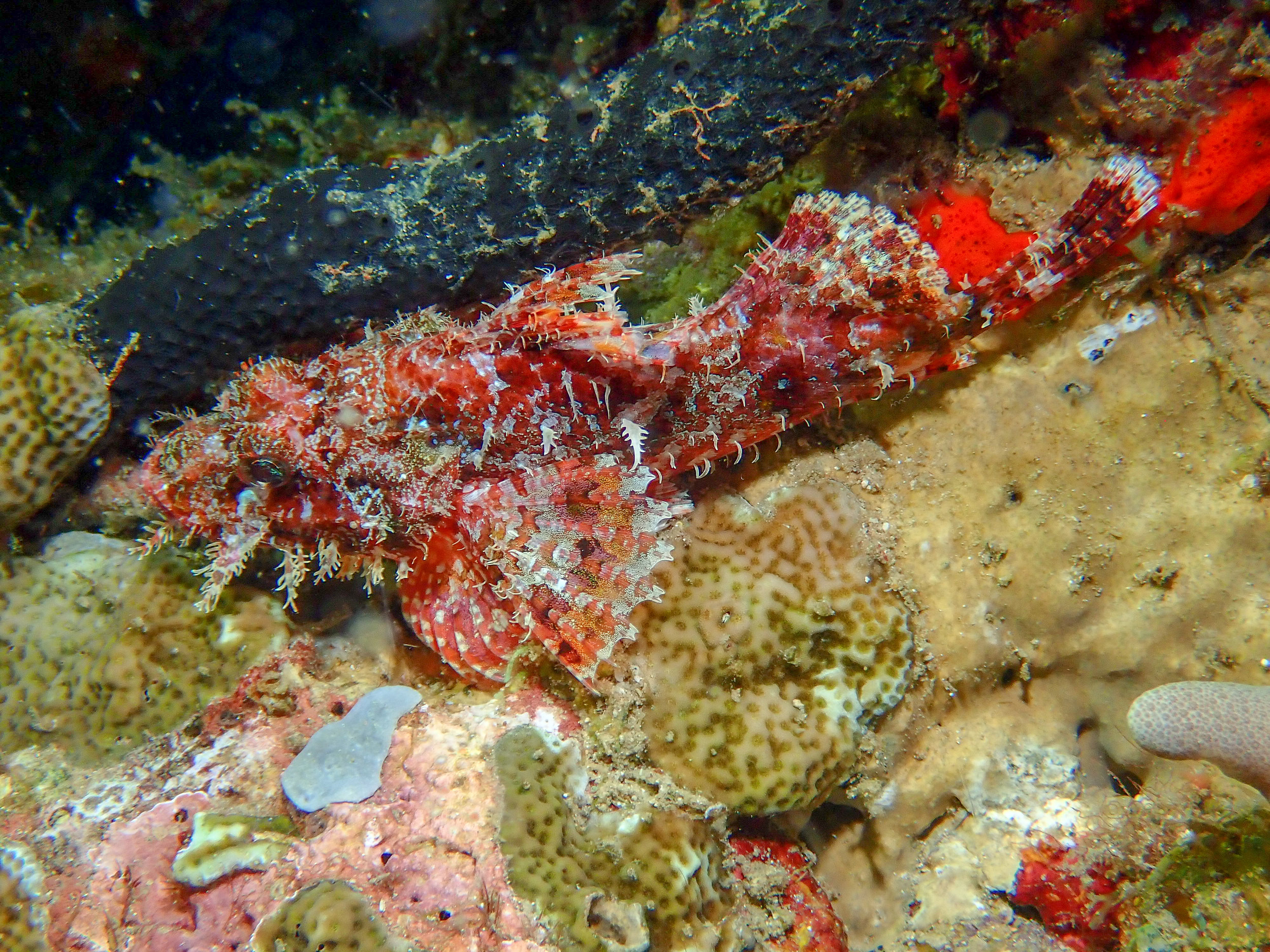 Papuan scorpionfish - Scorpaenopsis papuensis, The Crater, Witu Islands