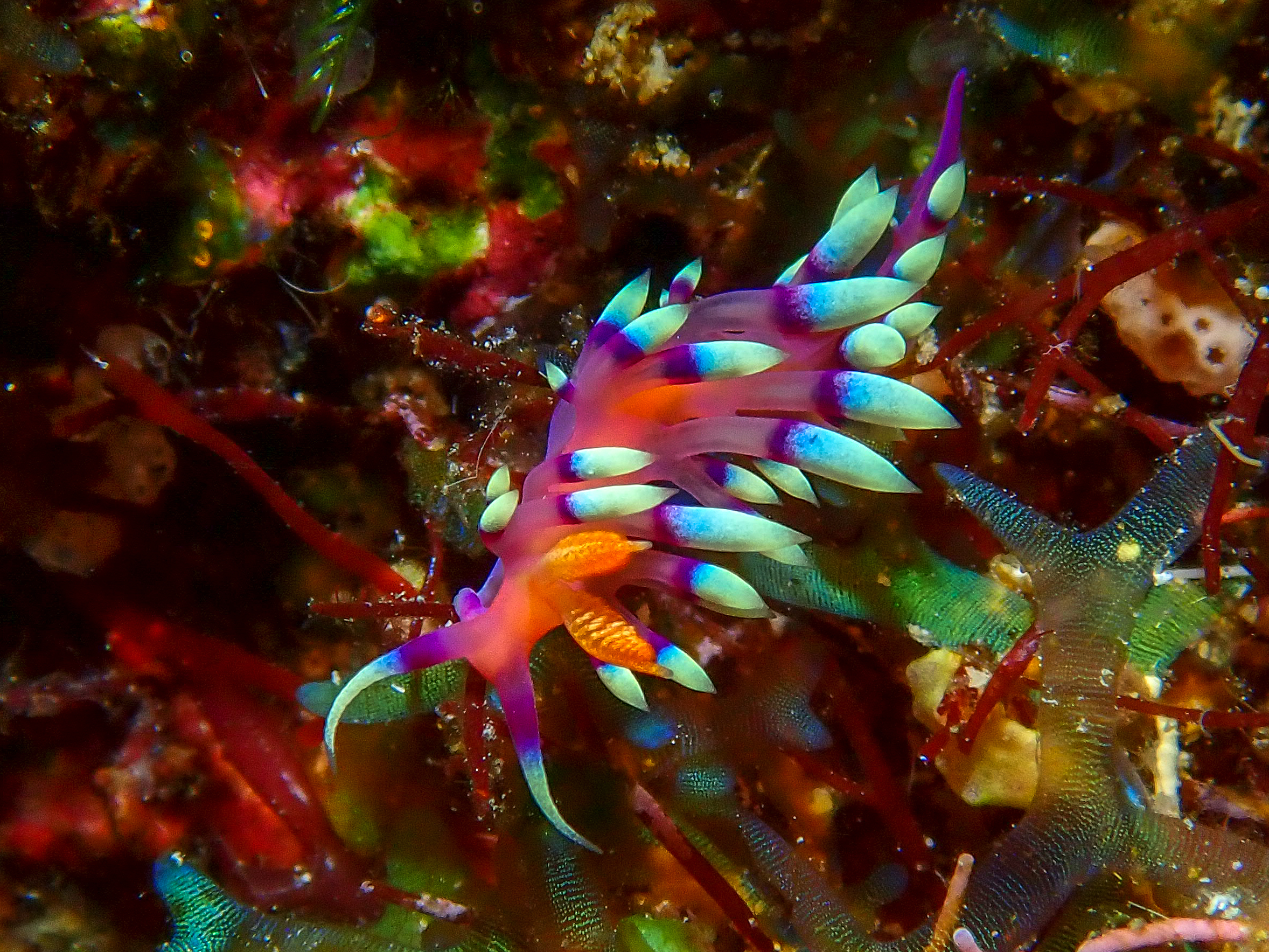 Flabellina expotata nudibranch, Barney's Reef, Witu Islands