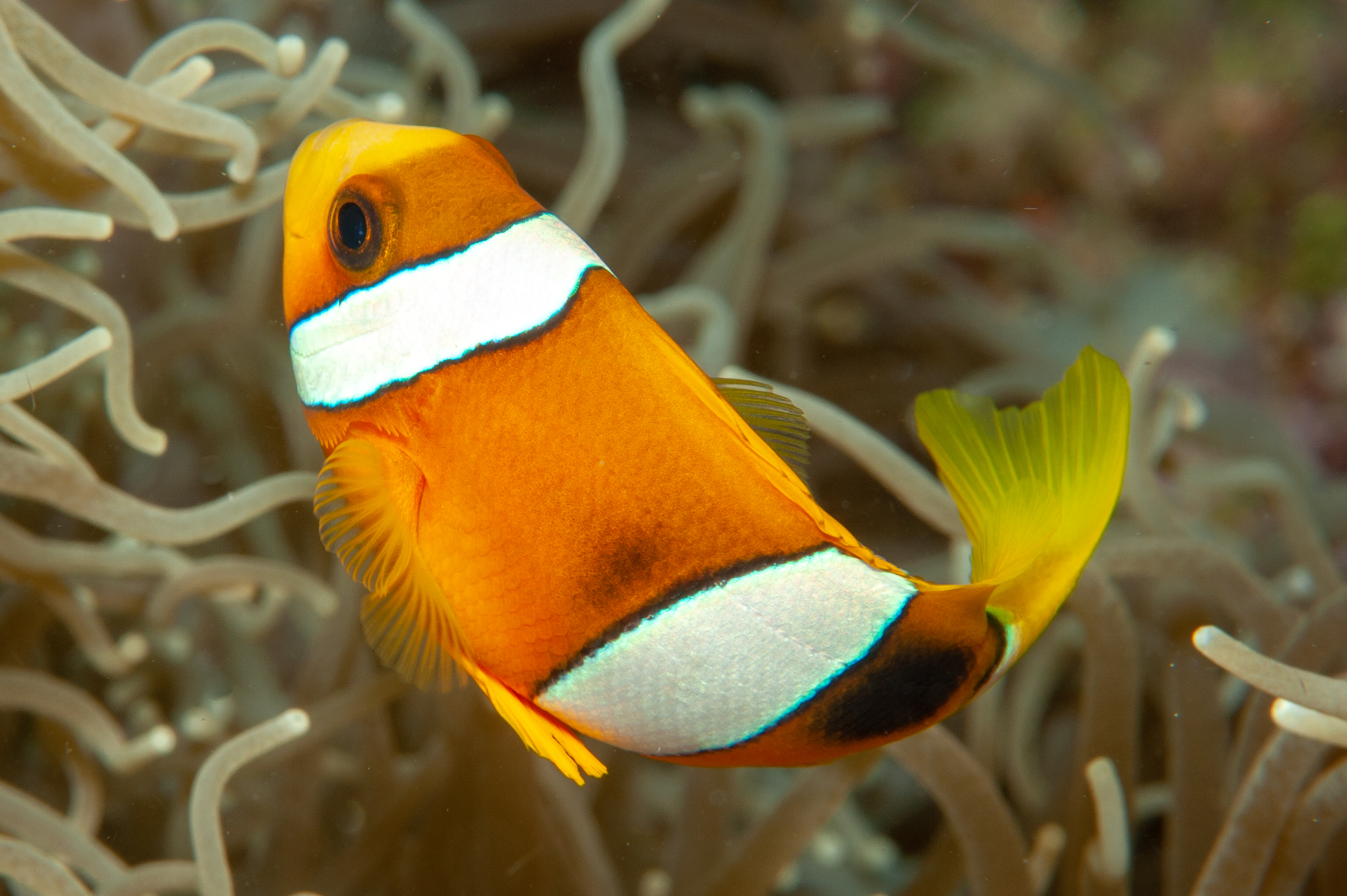 Clark's anemonefish - Amphiprion clarkii (orange variation), Barney's Reef, Witu Islands