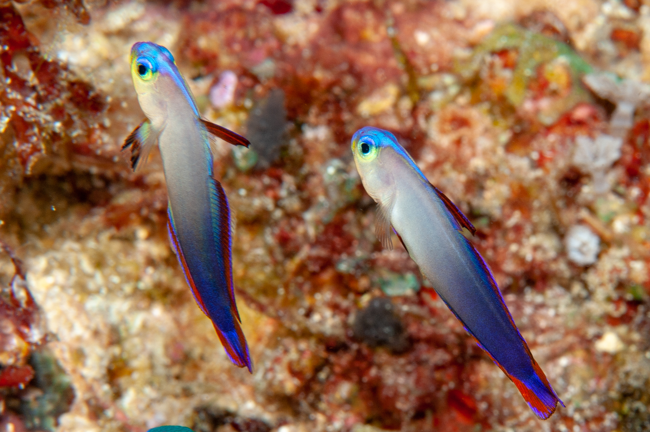 Decorated dartfish - Nemateleotris decora, Barney's Reef, Witu Islands
