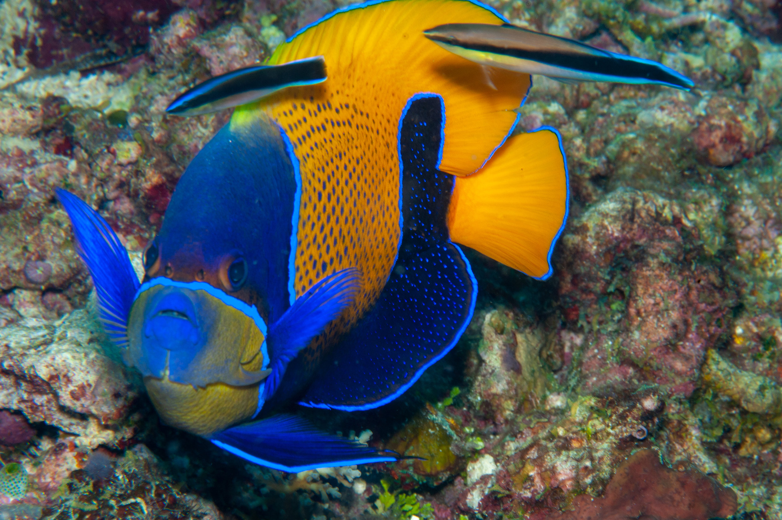 Blue girdled angelfish - Pomacanthus navarchus, Barney's Reef, Witu Islands
