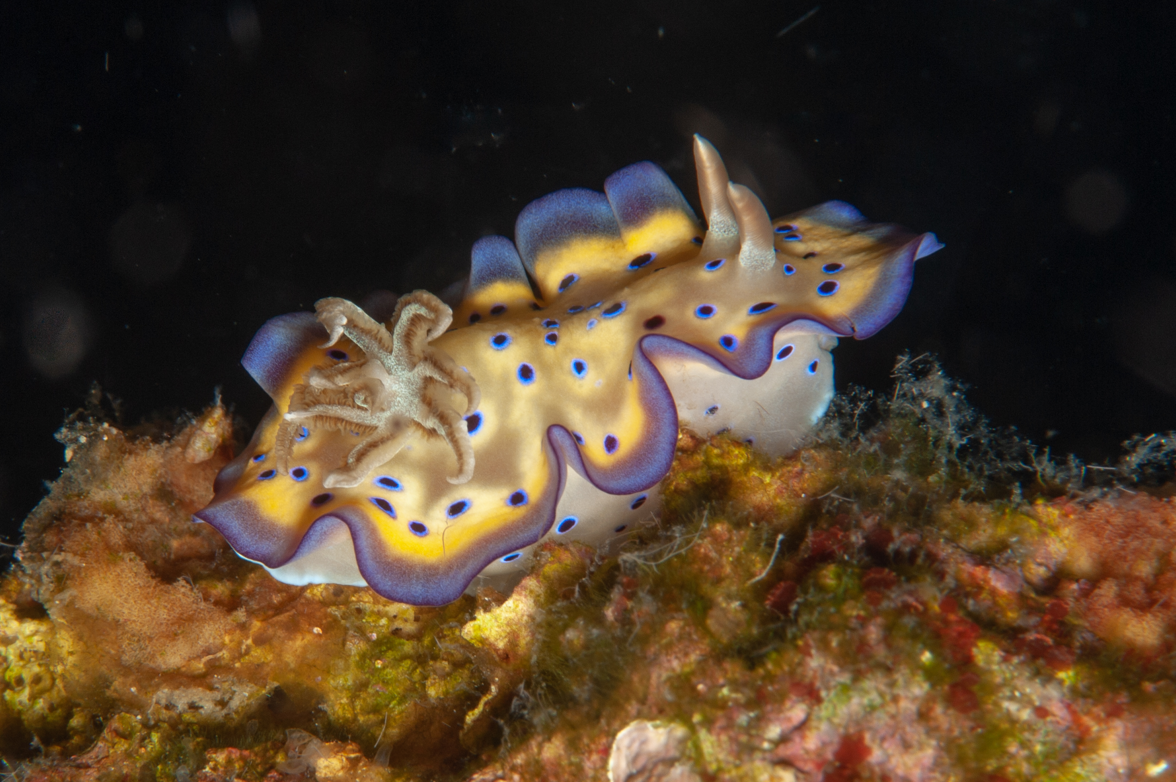 Chromodoris kuniei nudibranch, Ake's Reef, Father's Reefs, West New Britain