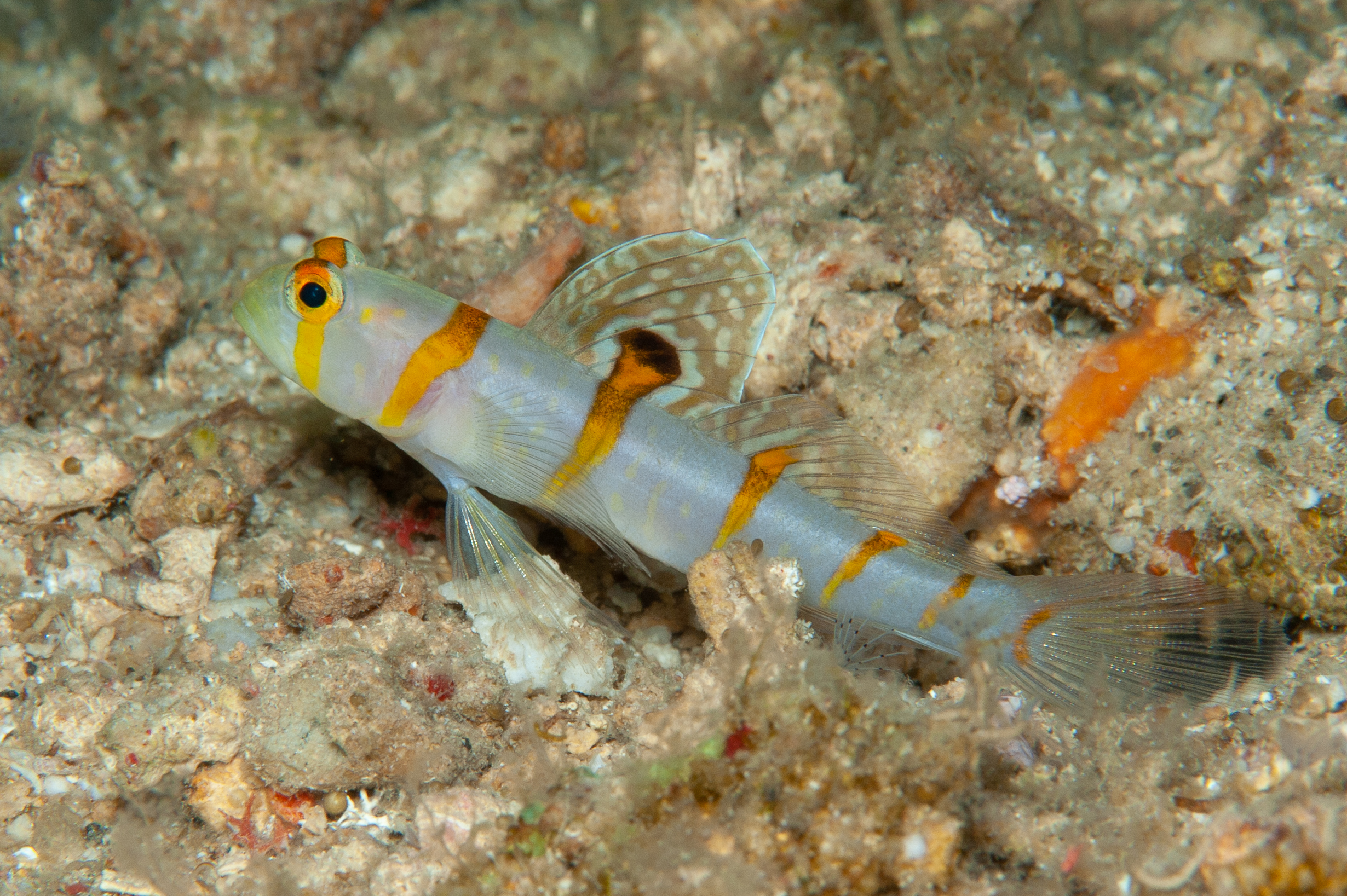 Randall's shrimpgoby - Amblyelotris randalli, Ake's Reef, Father's Reefs