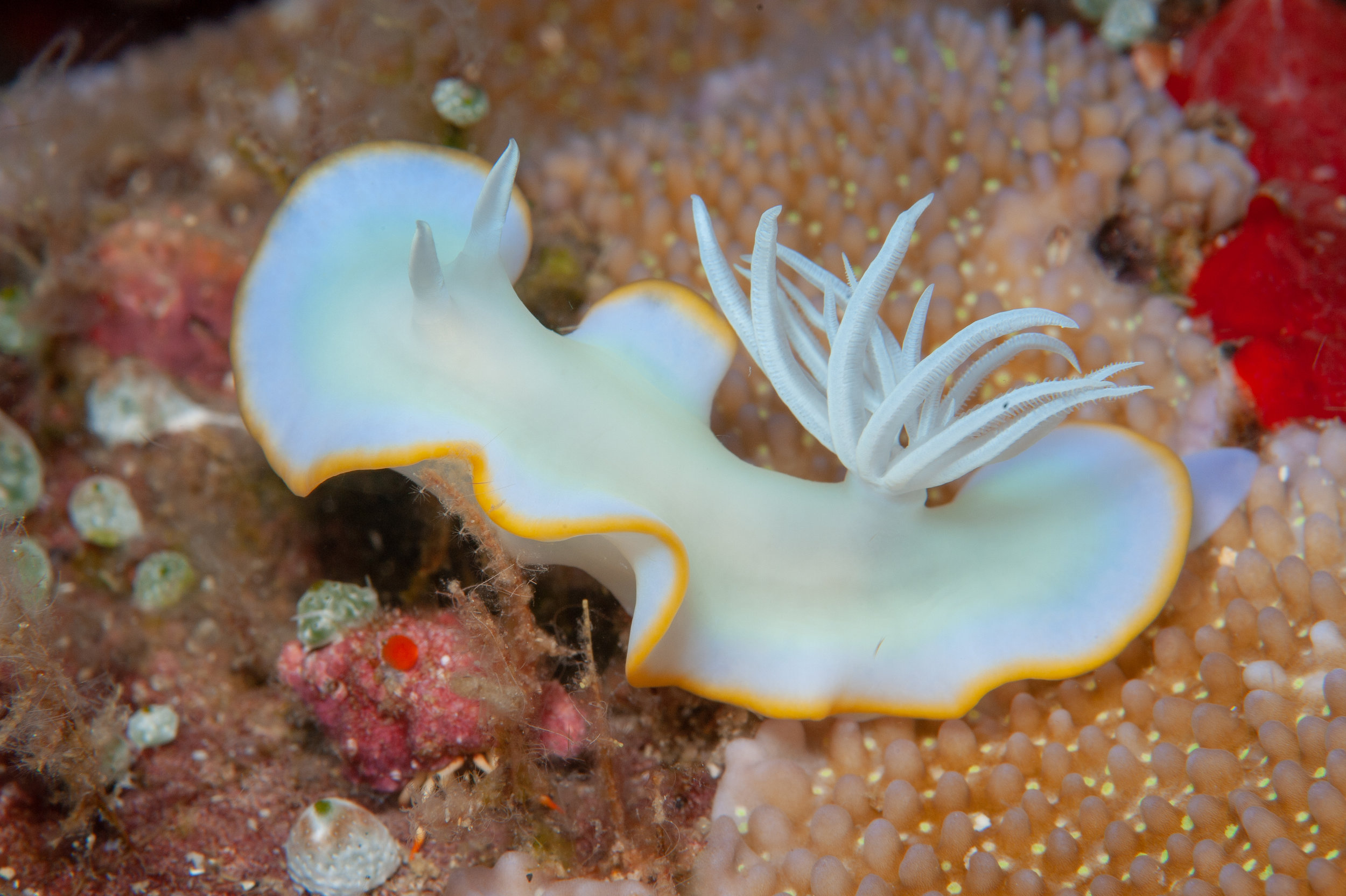 Ardeadoris egretta nudibranch, Ake's Reef, Father's Reefs