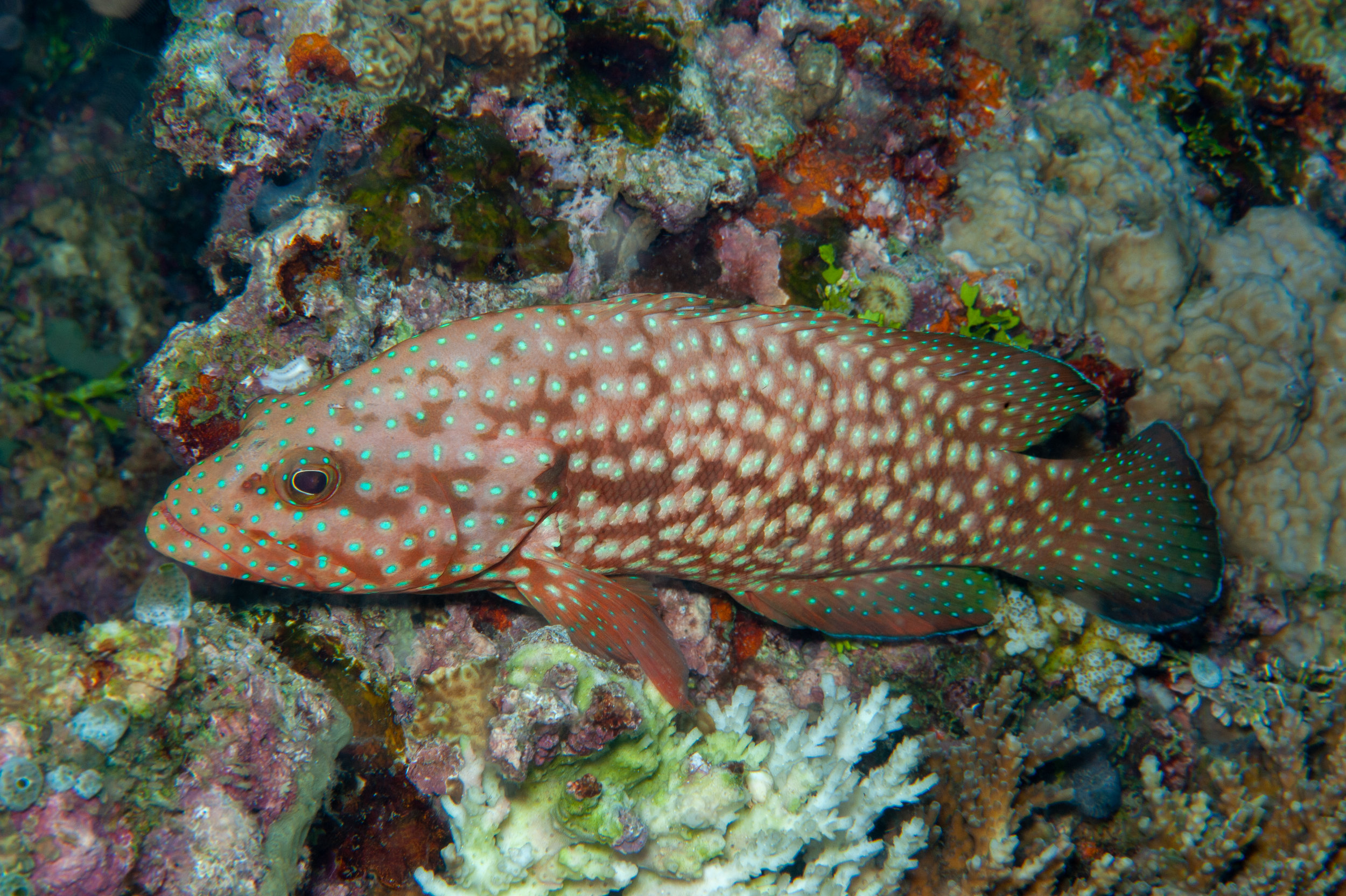 Bluespotted grouper - Cephalopholis cyanostigma, Ake's Reef, Father's Reefs