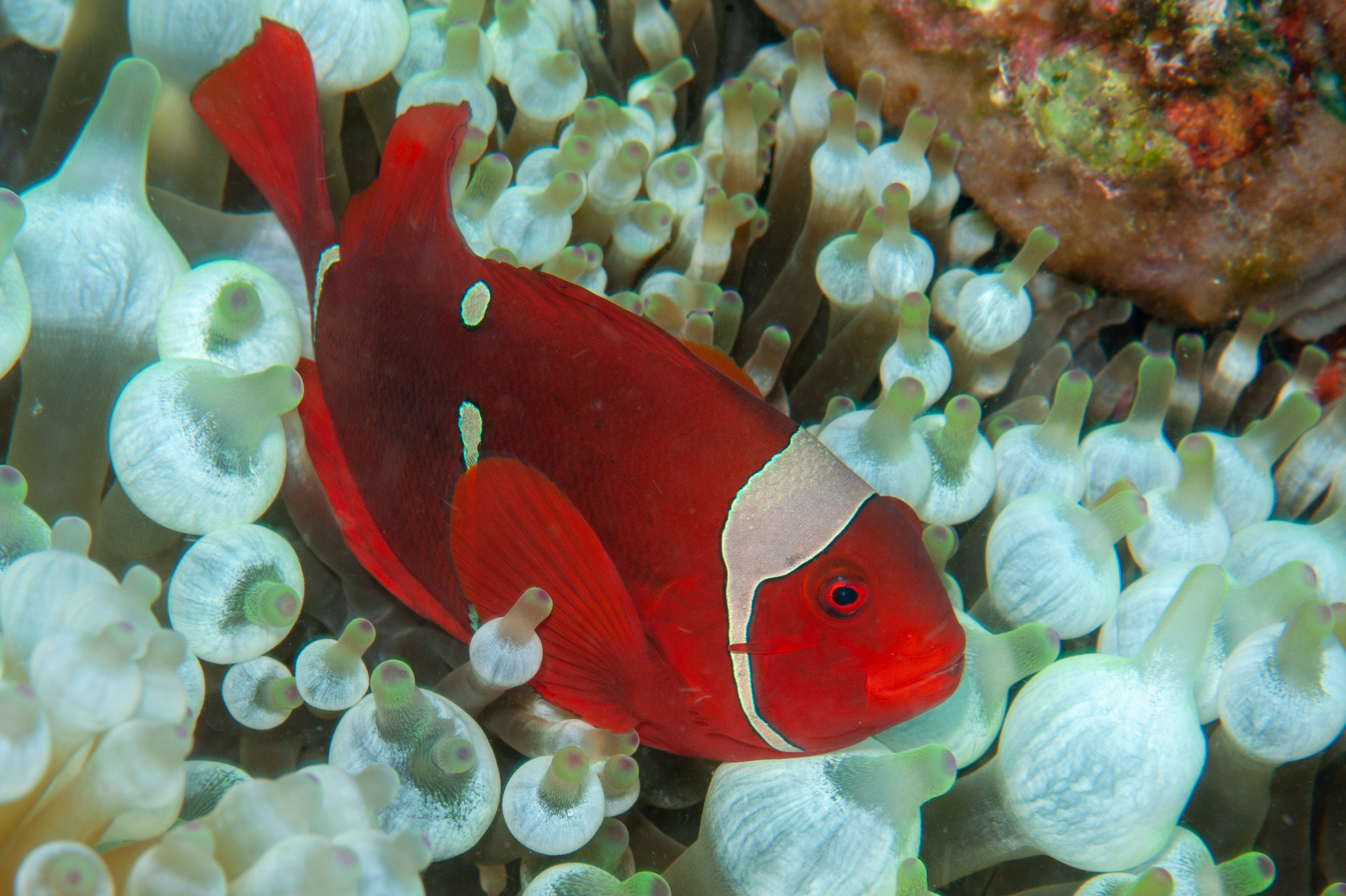 Spinecheek anemonefish - Premmas biaculeatus, Ake's Reef, Father's Reefs