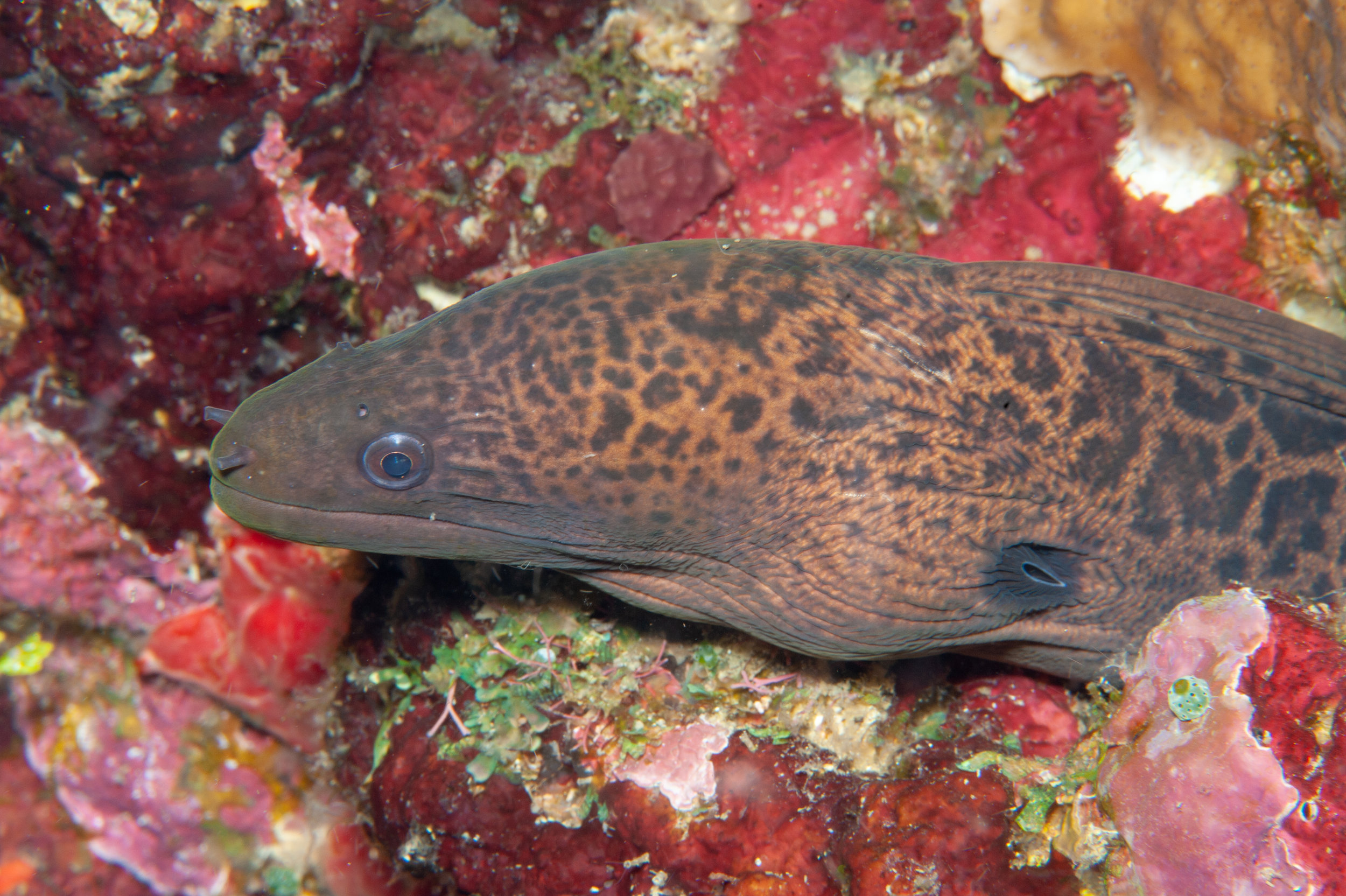 Giant moray eel - Gymnothorax javanicus, Ake's Reef, Father's Reefs