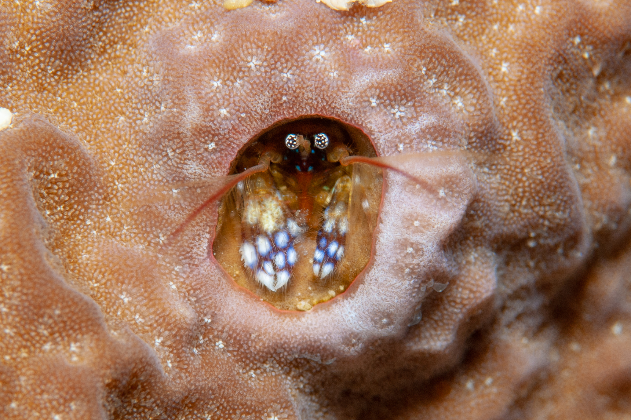 Morgan's coral hermit crab - Pagutritta morgani, Ake's Reef, Father's Reefs