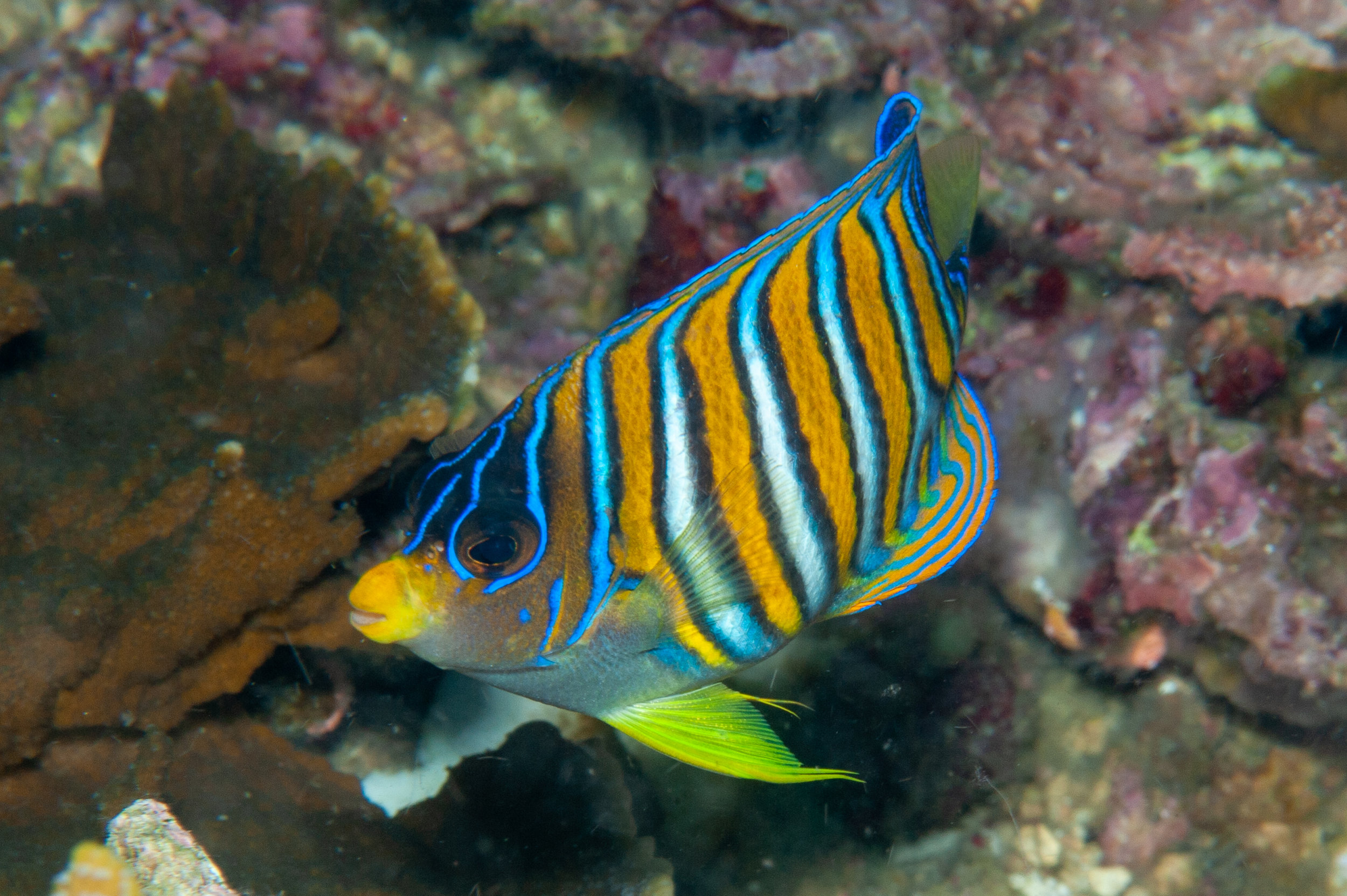 Regal angelfish - Pygoplites diacanthus, Ake's Reef, Father's Reefs