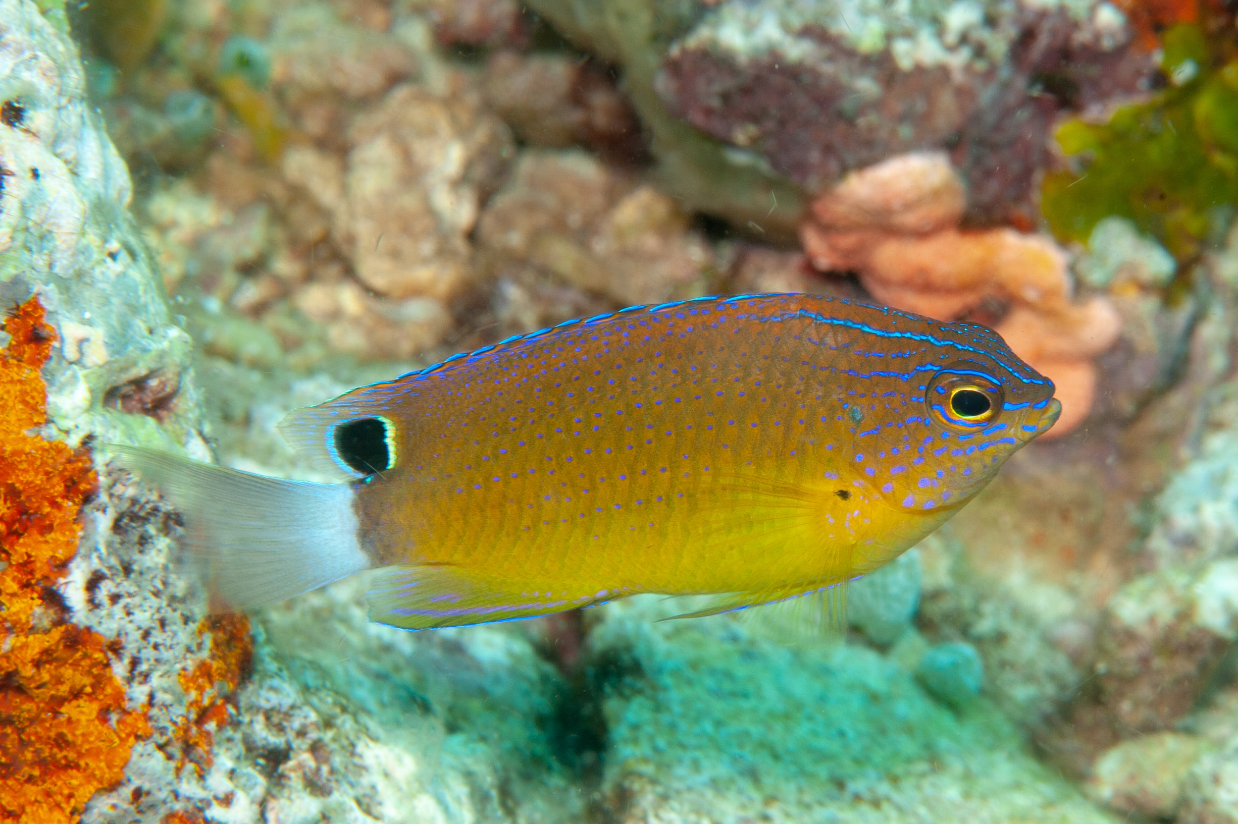 Speckled damsel - Pomacentrus bankanensis, Ake's Reef, Father's Reefs