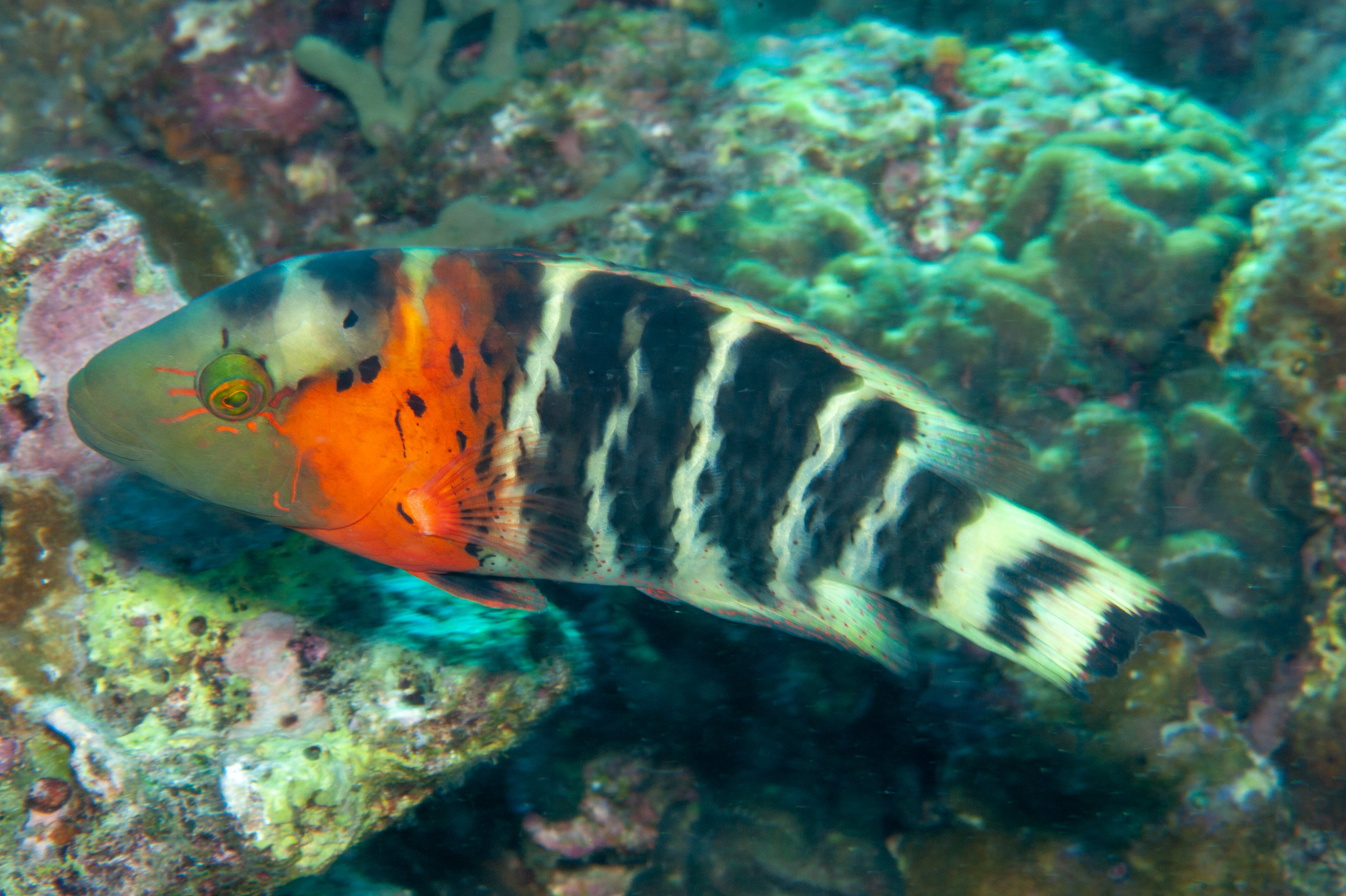 Redbreasted wrasse - Cheilinus fasciatus, Ake's Reef, Father's Reefs