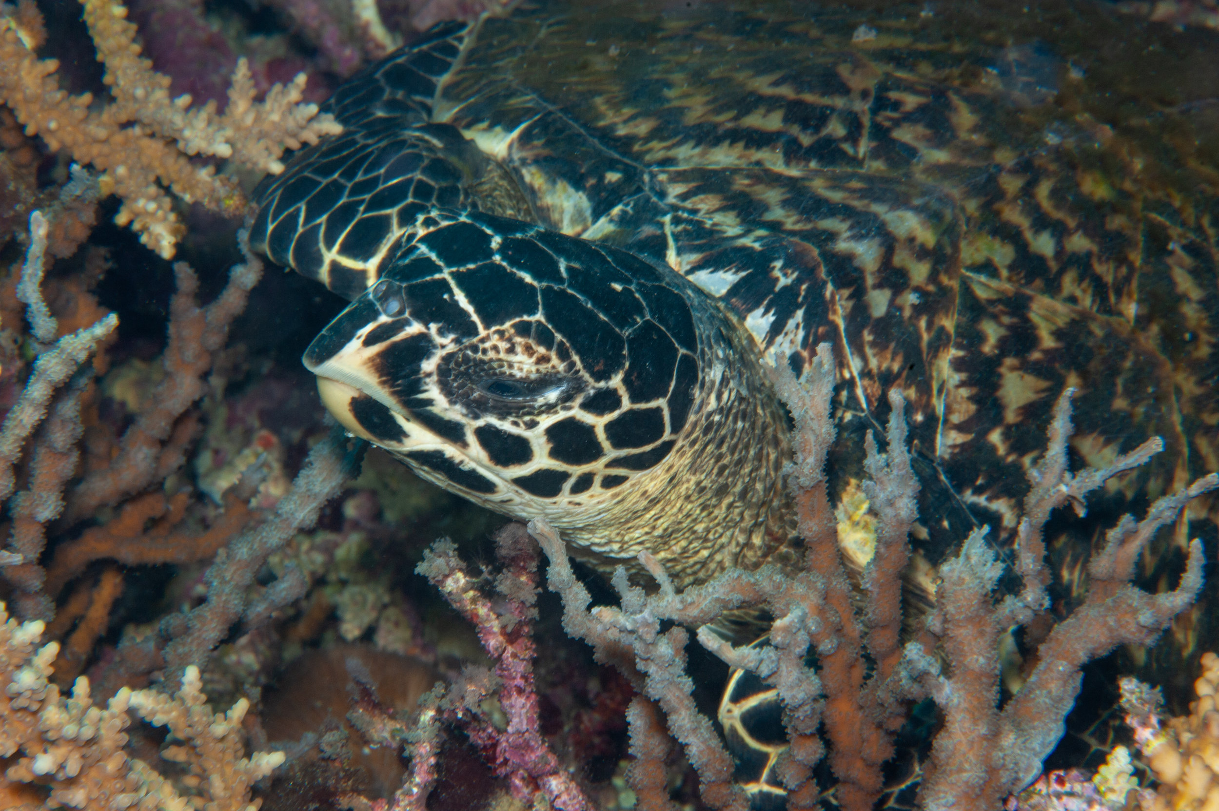 Hawksbill turtle - Eretmochelys imbricata, Midway Reef, Father's Reefs