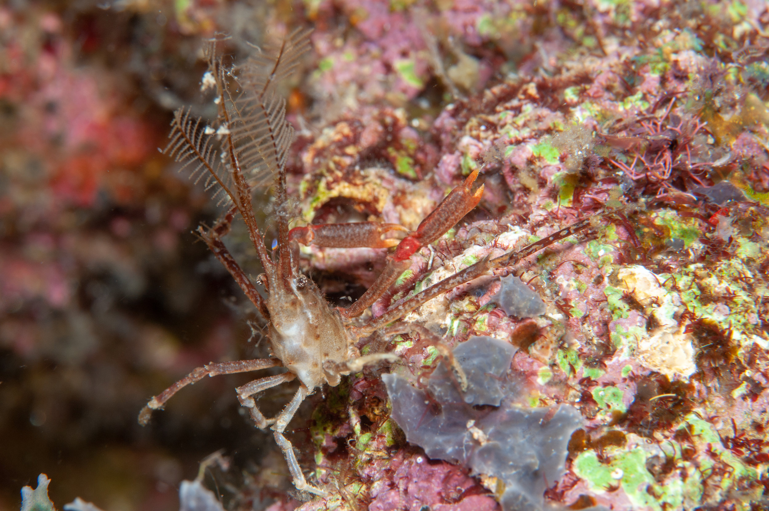 Bull hydroid crab - Naxioides taurus, Meil's Reef, Father's Reefs, New Britain