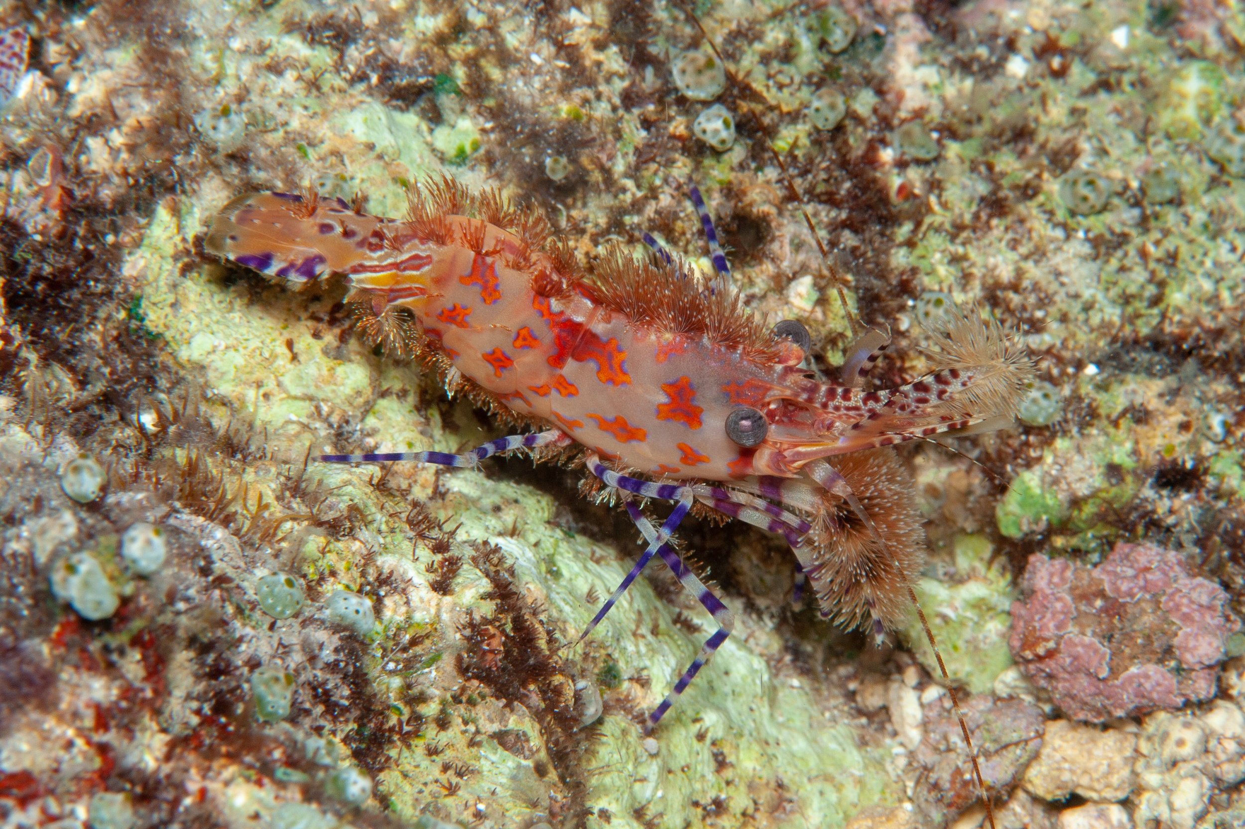 Broken-back shrimp - Hippolytidae sp, Meil's Reef, Father's Reefs