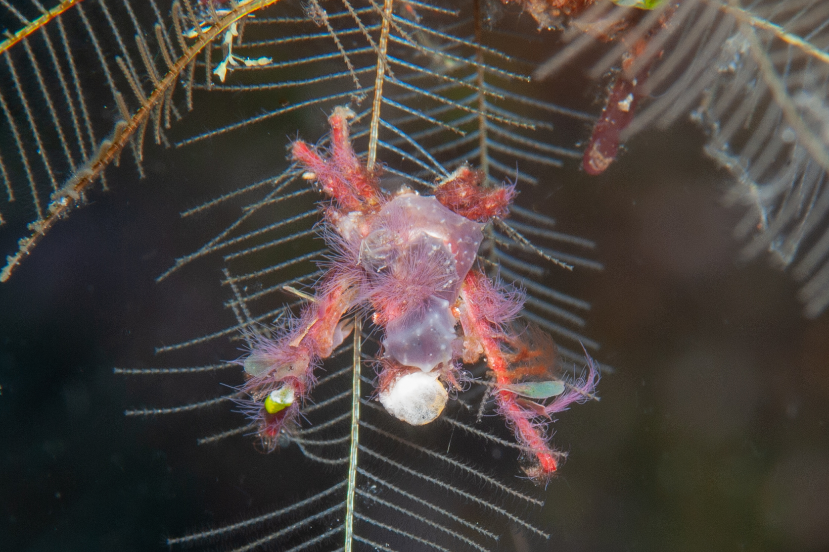 Hydroid decorator crab - Hyastenus bispinosus on fire coral, Meil's Reef, Father's Reefs