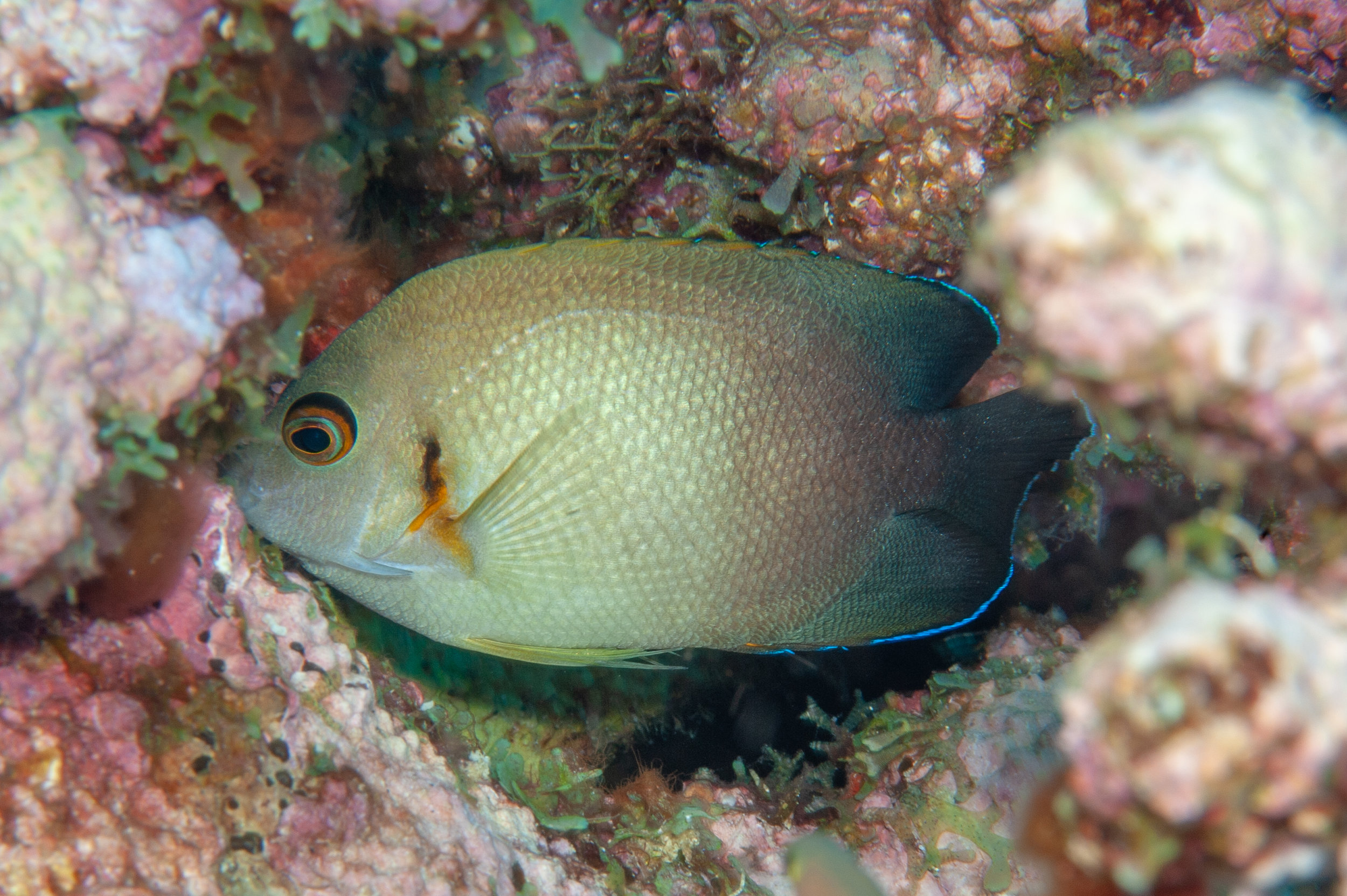 Pearl-scaled angelfish - Centropyge vroliki, Killibob's Knob, Father's Reefs