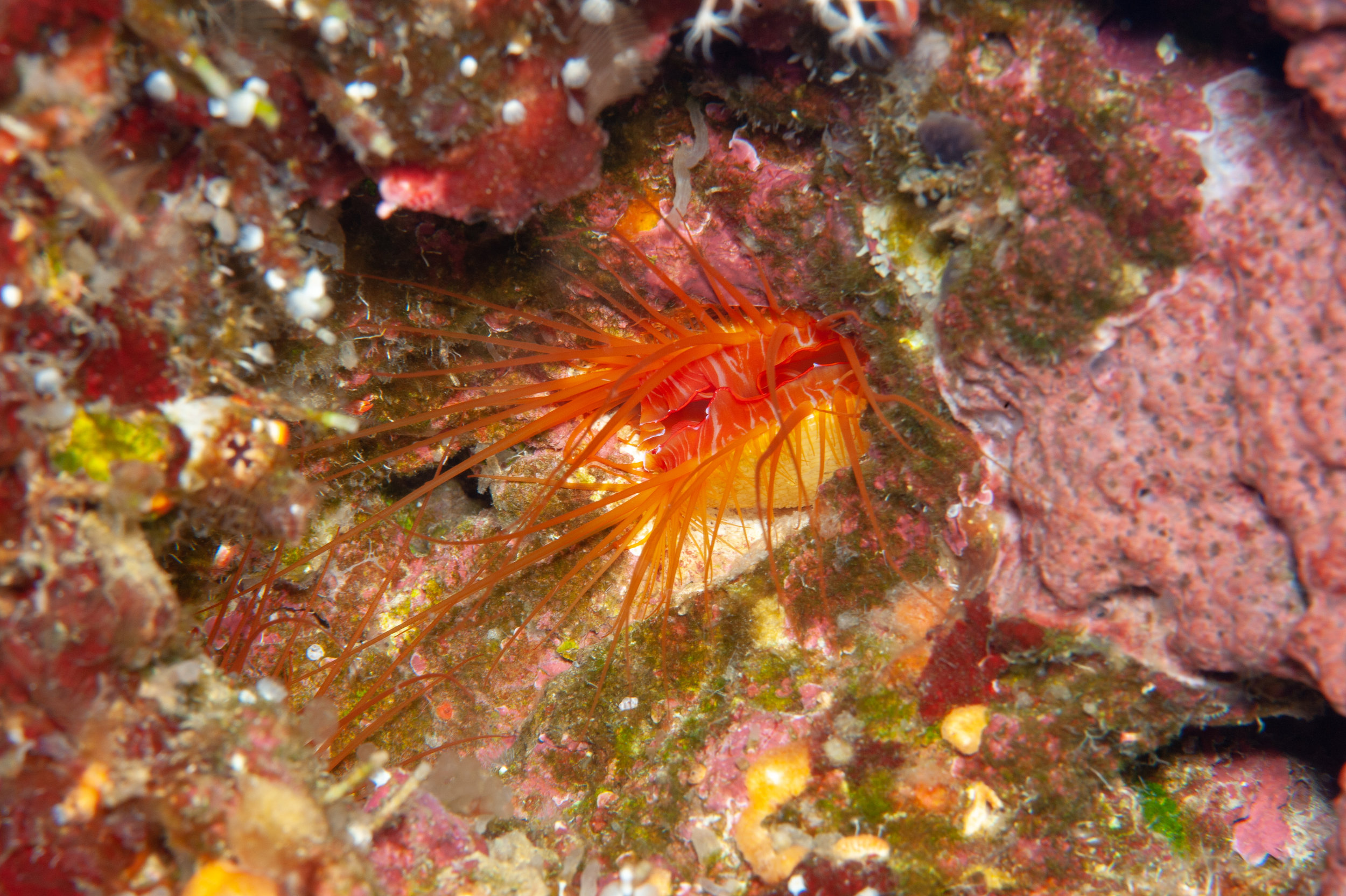 Disco clam - Ctenoides ales, Killibob's Knob, Father's Reefs