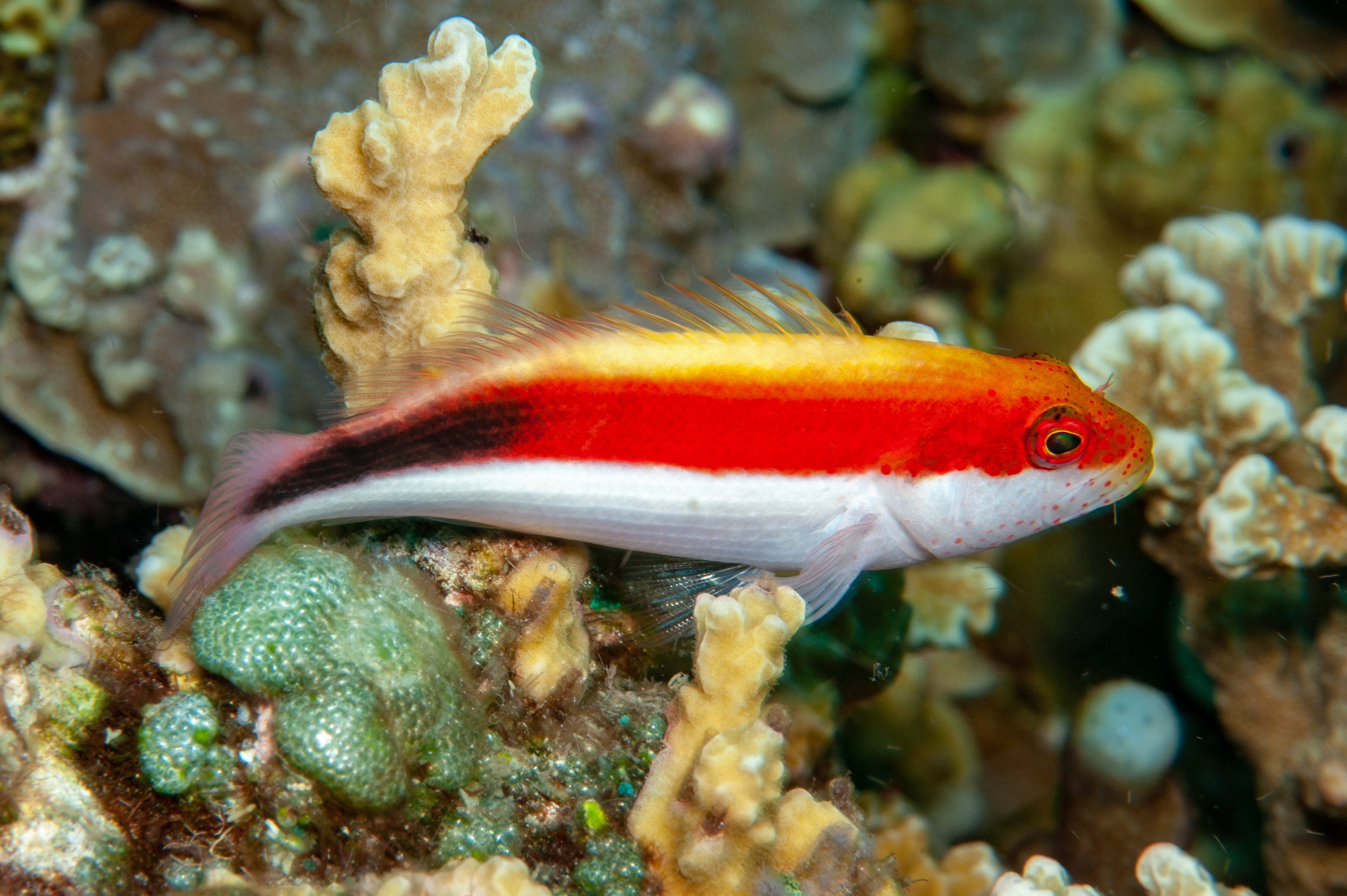 Freckled hawkfish - Paracirrhites forsteri (juvenile), Killibob's Knob, Father's Reefs